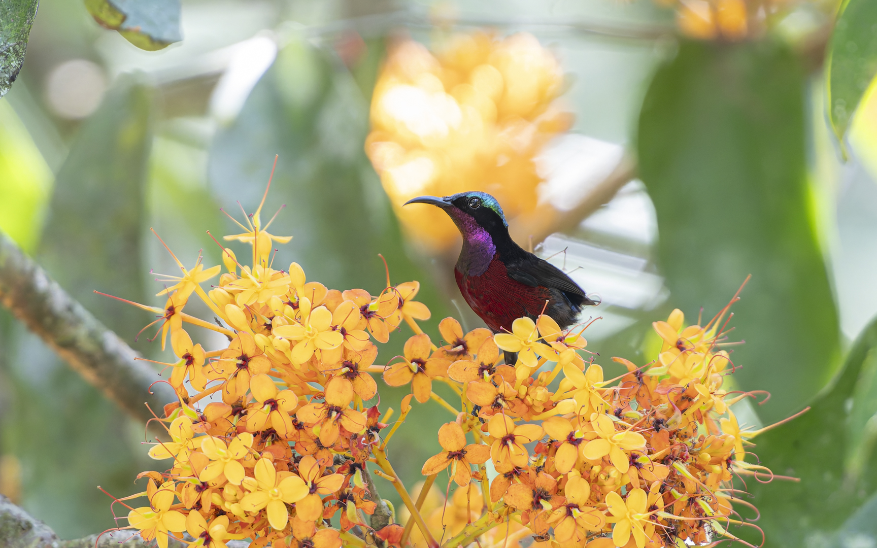 Leptocoma brasiliana – アンハッセルトタイヨウチョウ Leptocoma brasiliana – アンハッセルトタイヨウチョウ