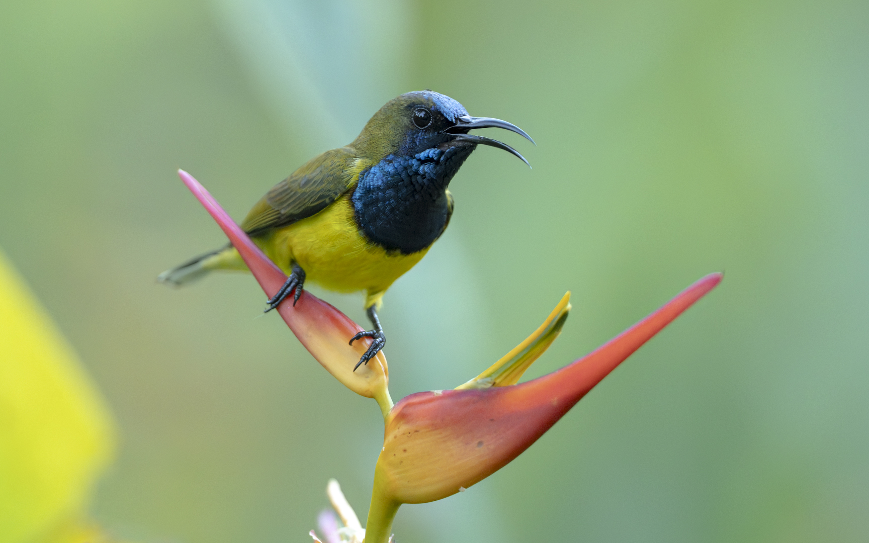 Cinnyris jugularis – キバラタイヨウチョウ Cinnyris jugularis – キバラタイヨウチョウ