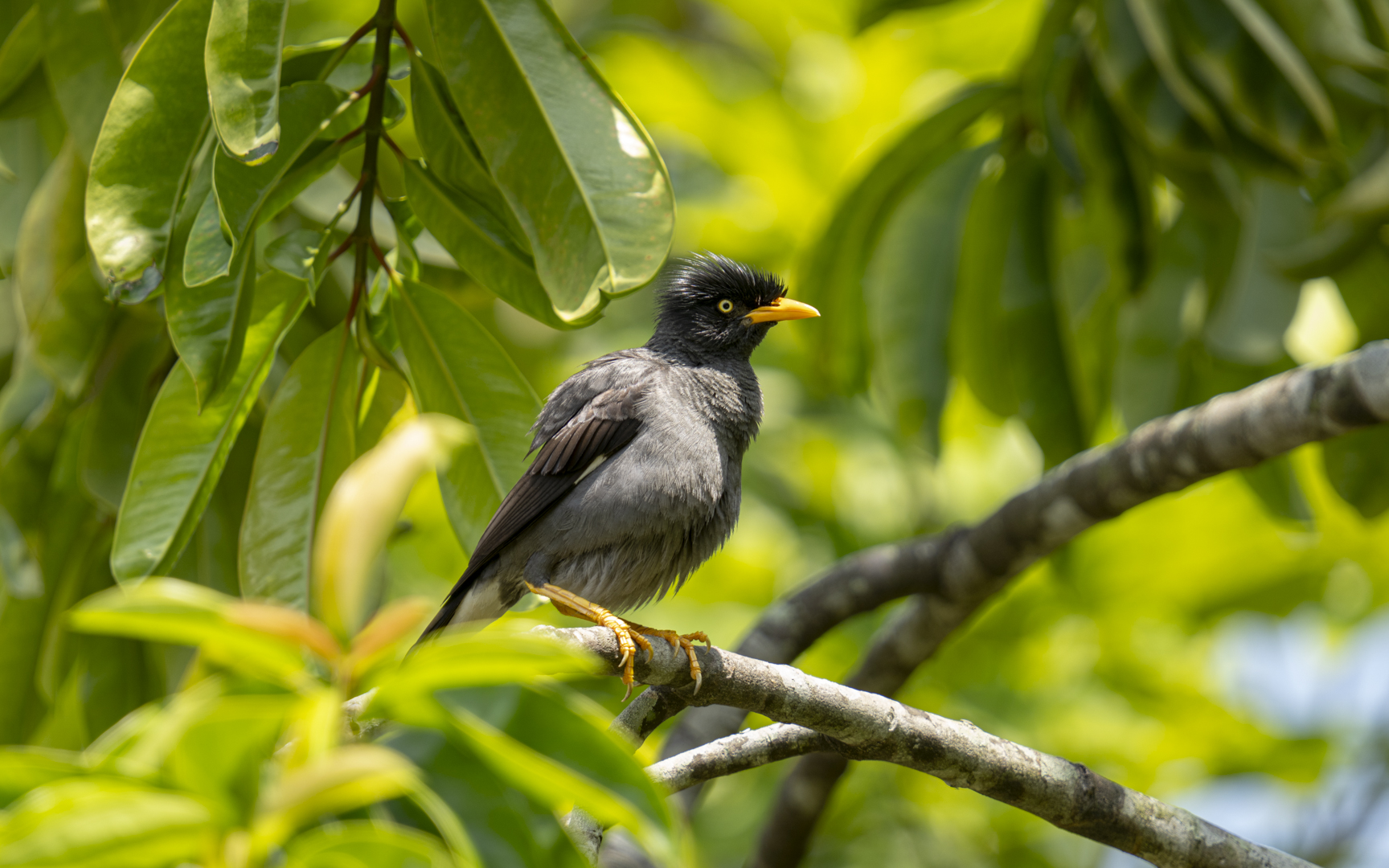 Acridotheres javanicus – ジャワハッカ Acridotheres javanicus – ジャワハッカ