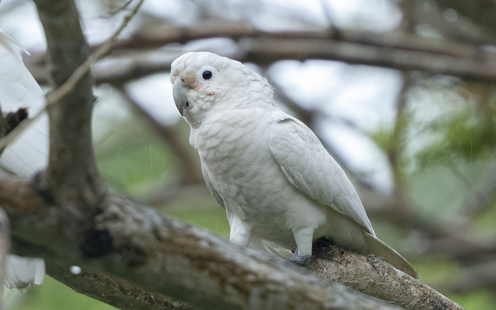 Cacatua goffiniana – シロビタイムジオウム Cacatua goffiniana – シロビタイムジオウム