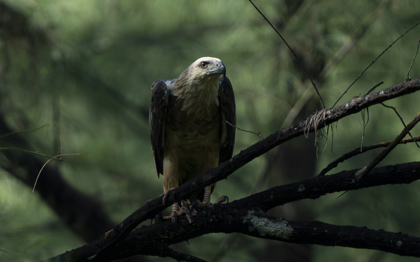 Pernis ptilorhynchus – ハチクマ Pernis ptilorhynchus – ハチクマ