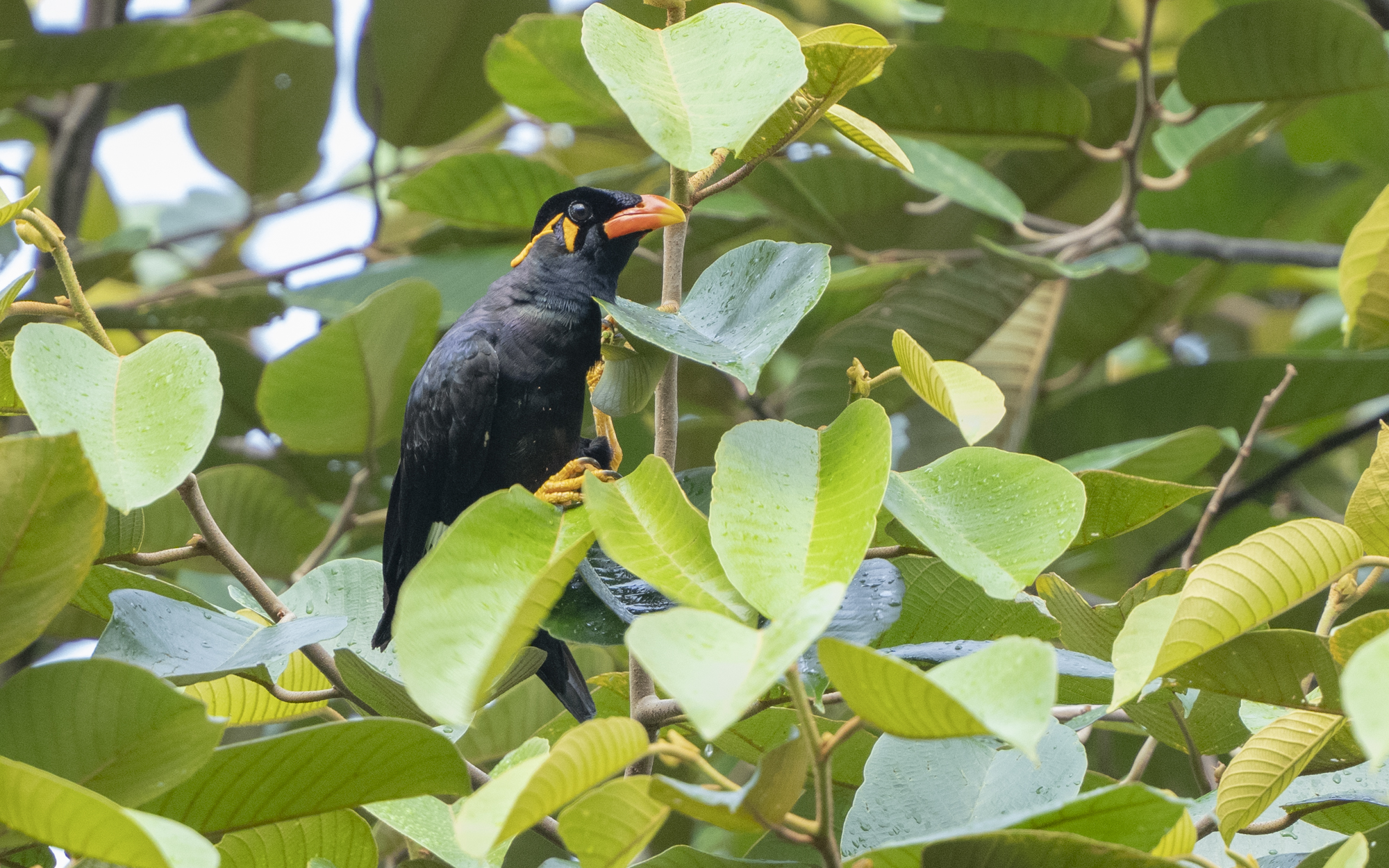 Gracula religiosa – キュウカンチョウ Gracula religiosa – キュウカンチョウ