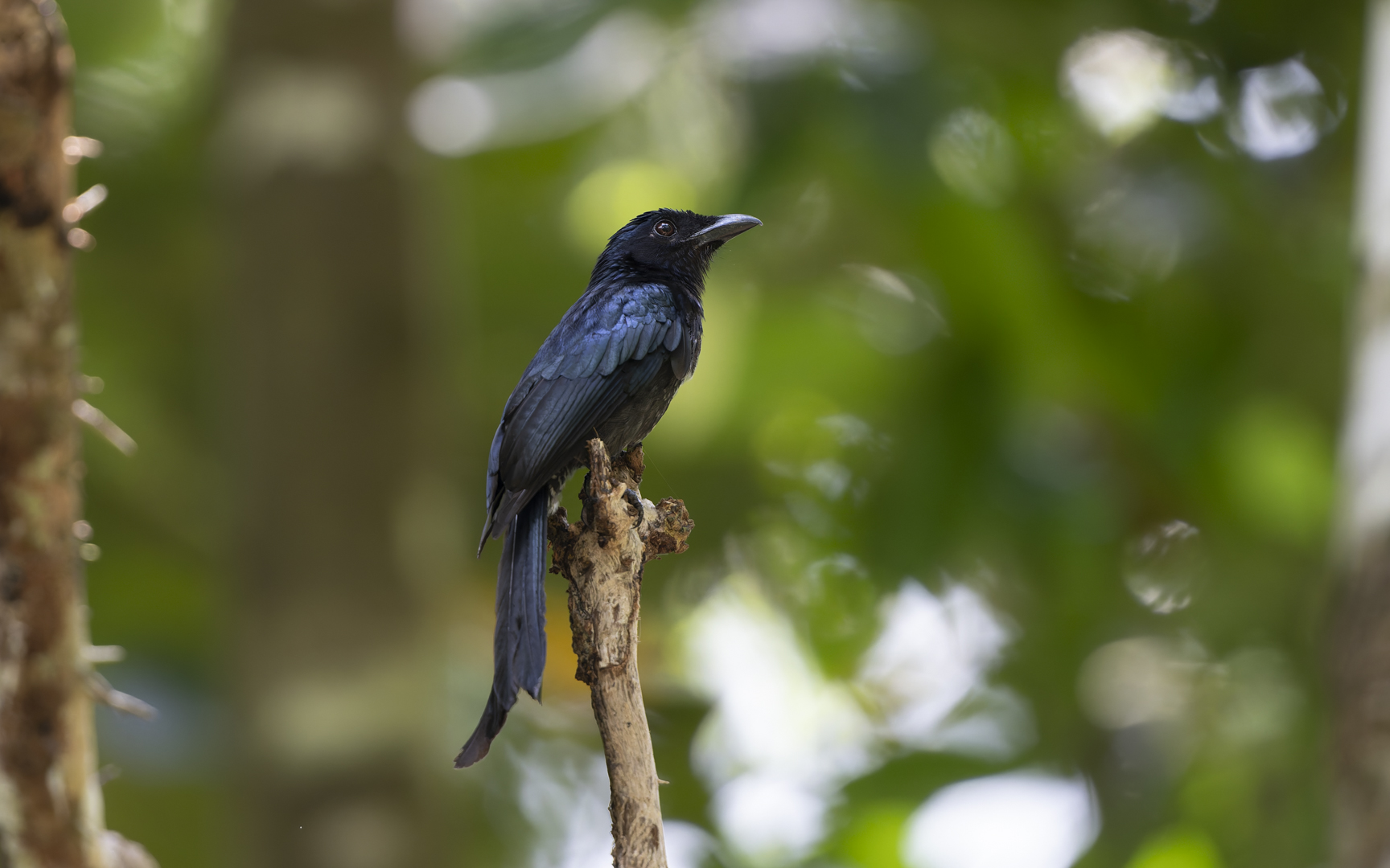 Dicrurus annectens – ハシブトオウチュウ