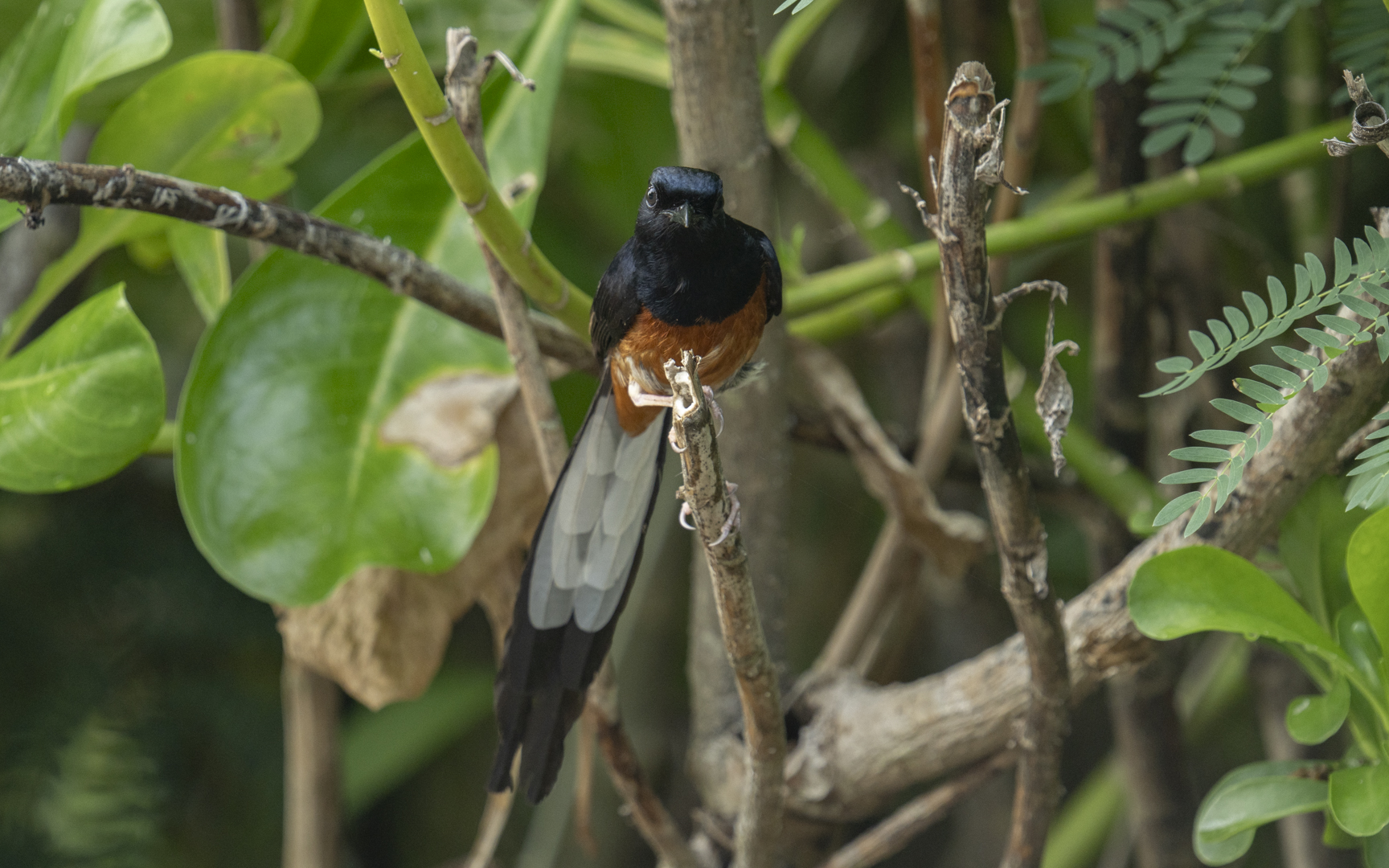 Copsychus malabaricus – アカハラシキチョウ Copsychus malabaricus – アカハラシキチョウ