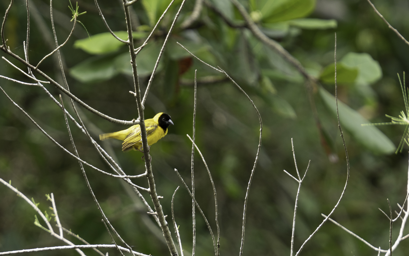 Ploceus melanocephalus – ズグロハタオリ Ploceus melanocephalus – ズグロハタオリ