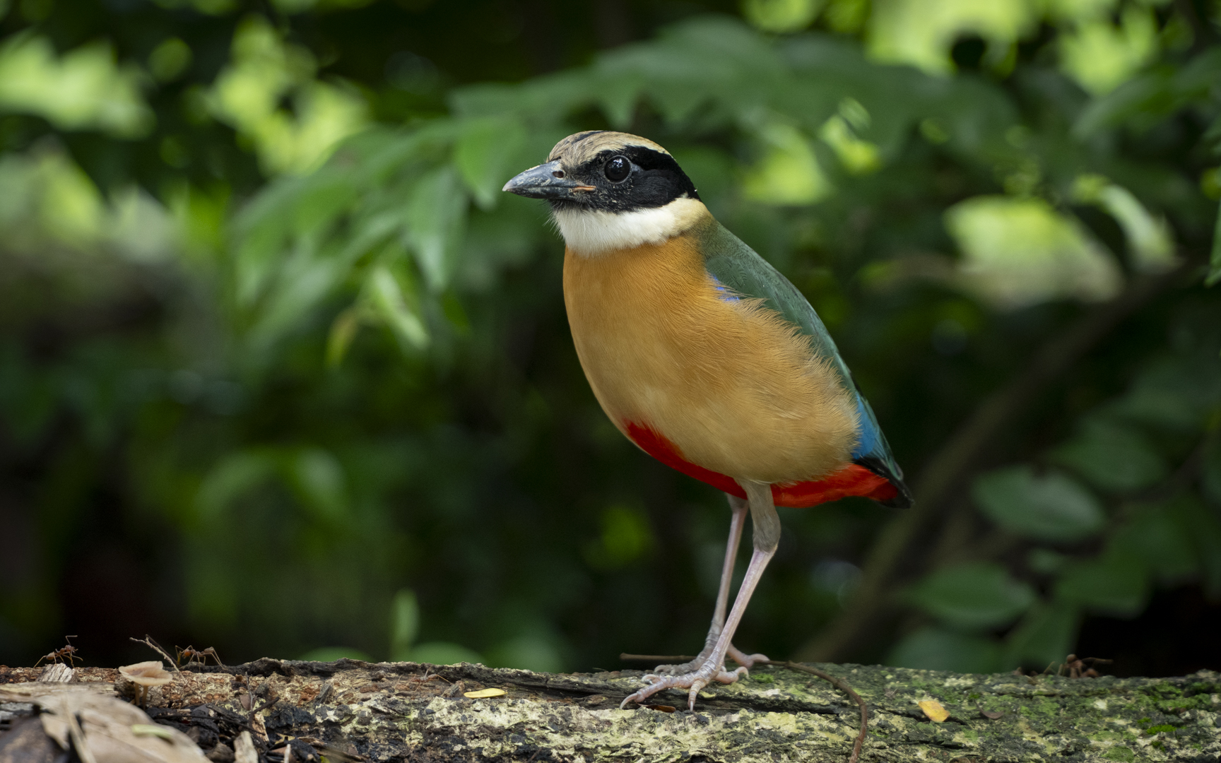 Pitta moluccensis – ミナミヤイロチョウ Pitta moluccensis – ミナミヤイロチョウ