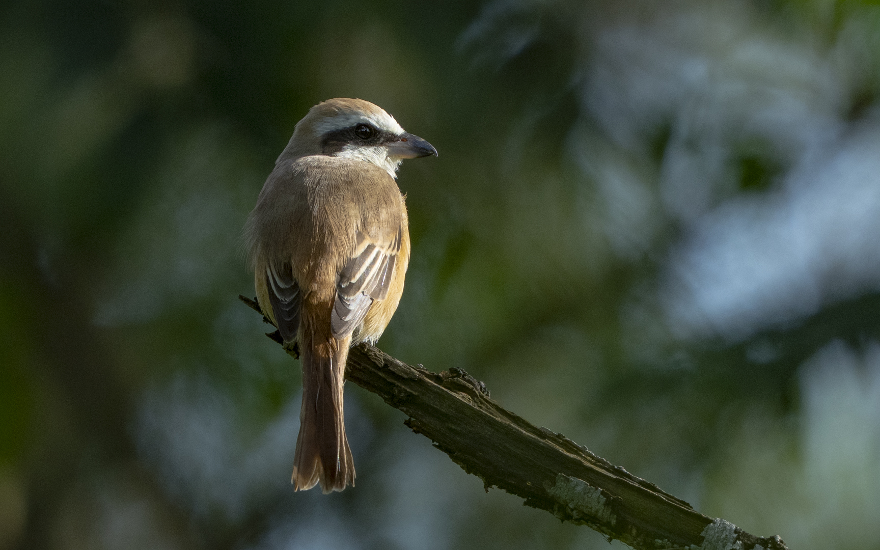 Lanius cristatus – アカモズ Lanius cristatus – アカモズ