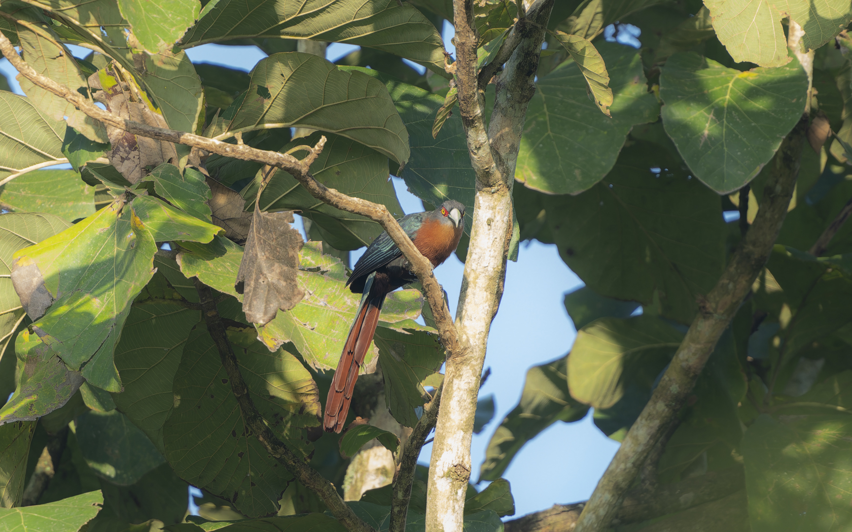 Phaenicophaeus curvirostris – チャムネバンケンモドキ Phaenicophaeus curvirostris – チャムネバンケンモドキ