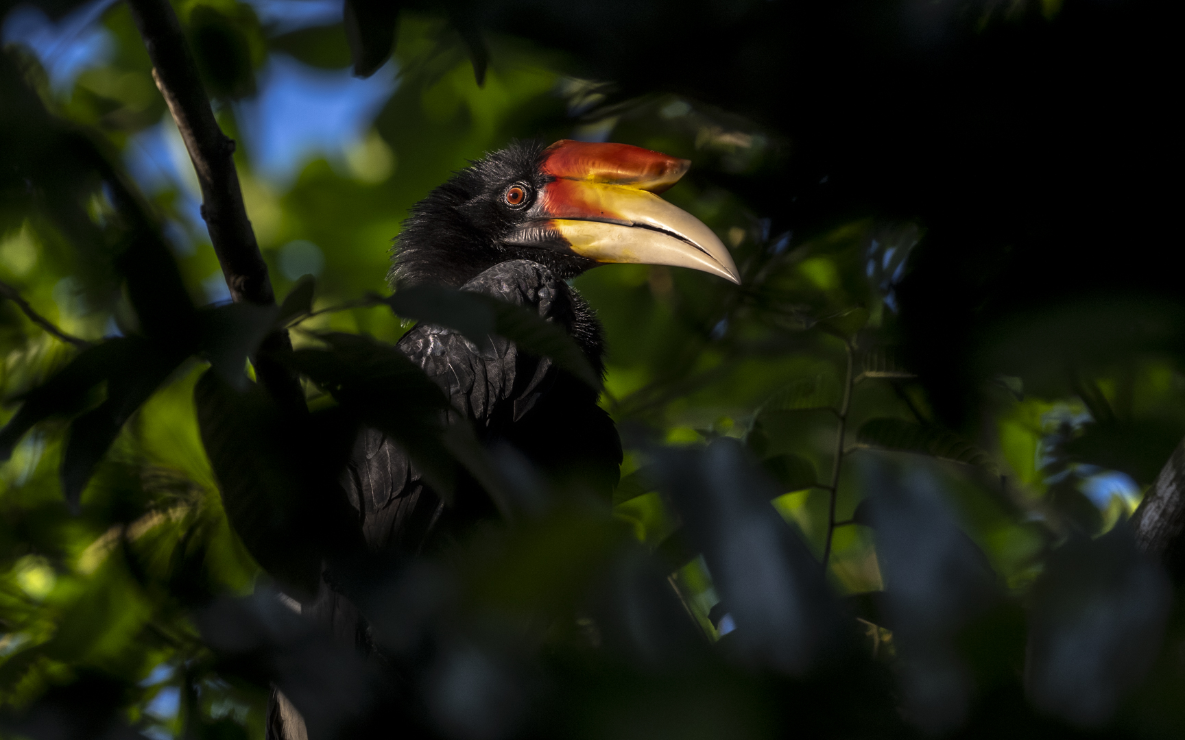 Buceros rhinoceros – サイチョウ Buceros rhinoceros – サイチョウ