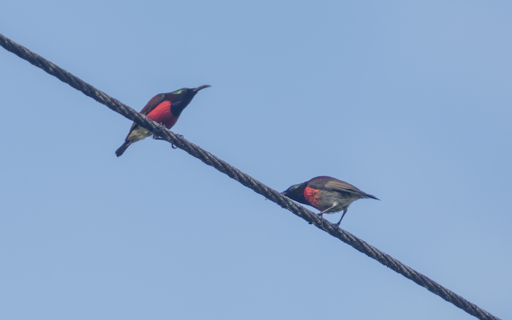 Leptocoma sperata – ムネアカタイヨウチョウ Leptocoma sperata – ムネアカタイヨウチョウ