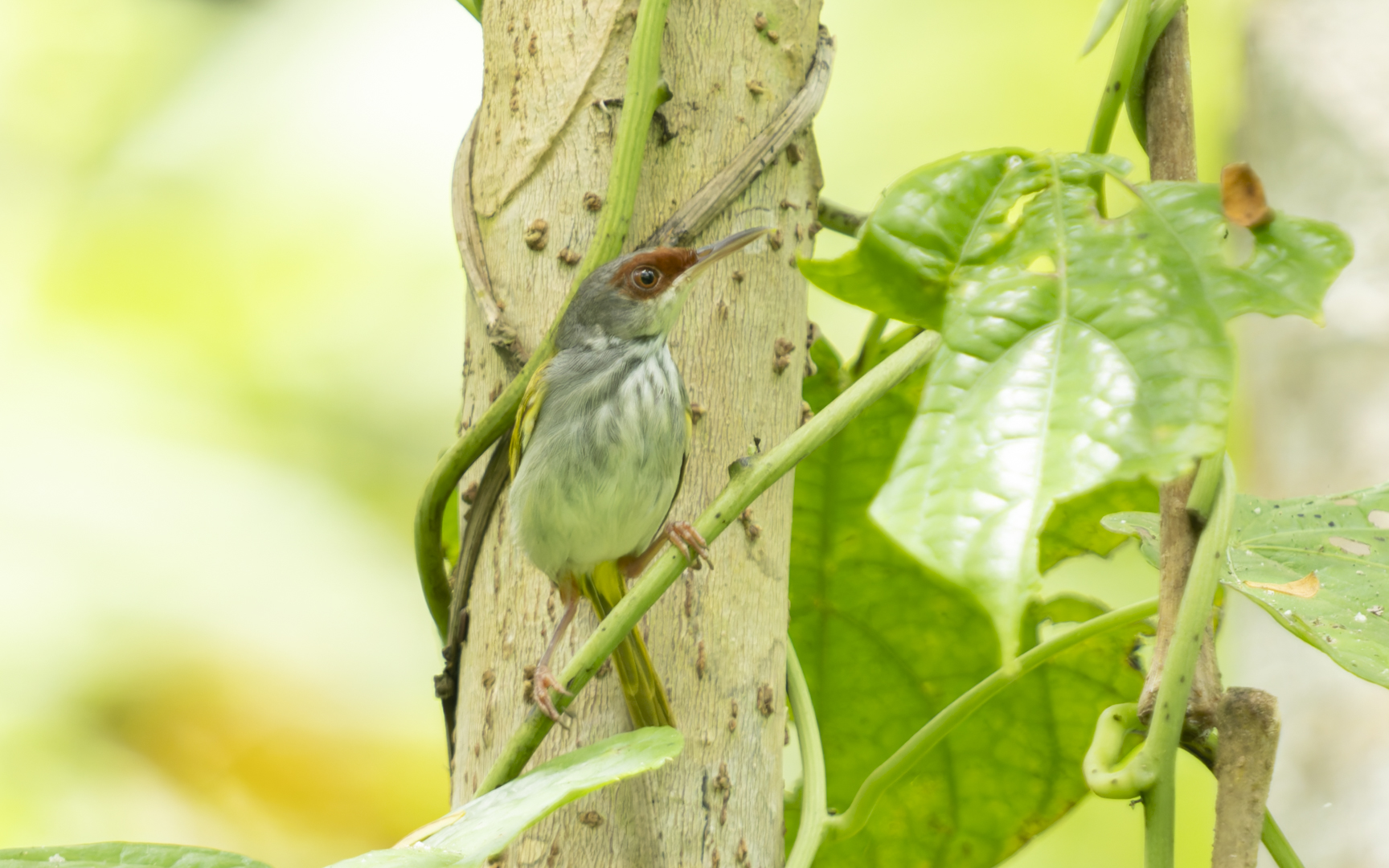 Orthotomus frontalis Orthotomus frontalis