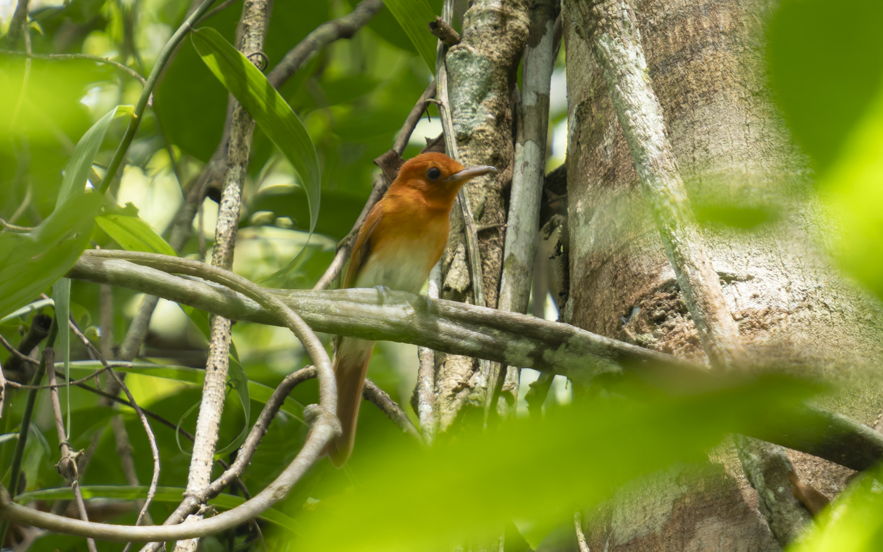 Terpsiphone cinnamomea – アカサンコウチョウ Terpsiphone cinnamomea – アカサンコウチョウ