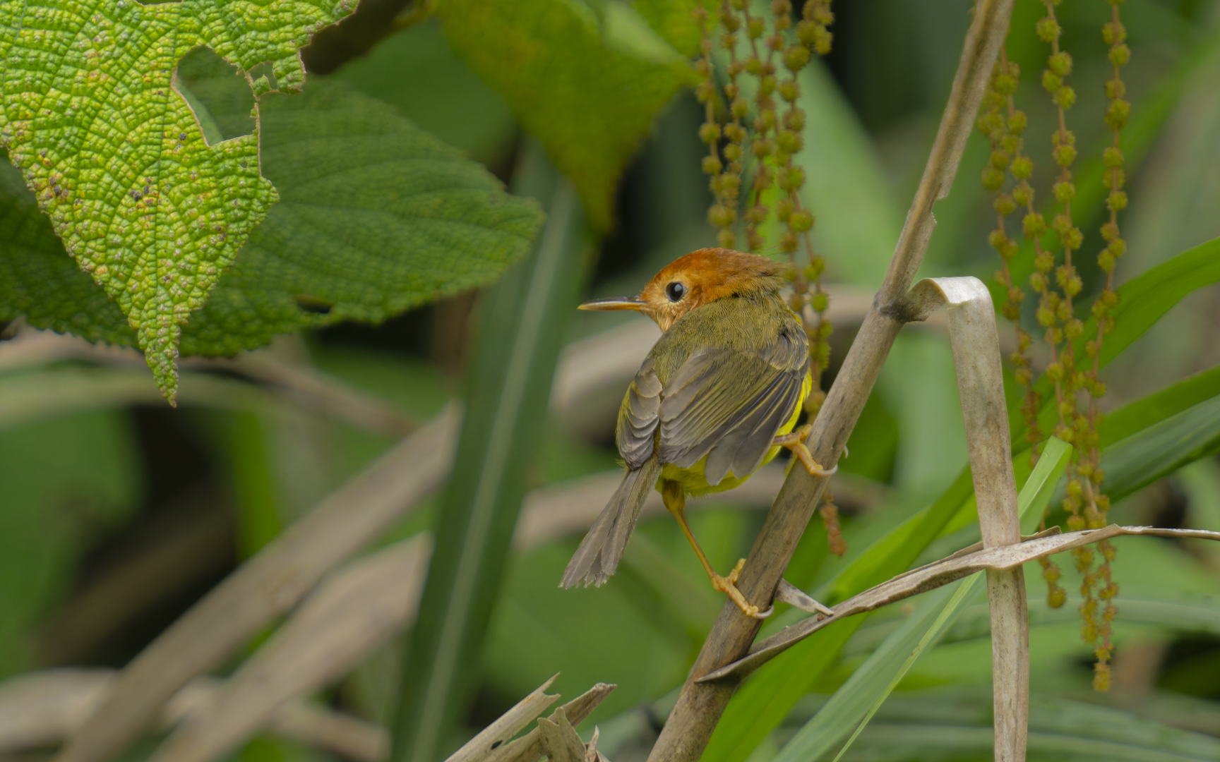Phyllergates heterolaemus – ミンダナオサイホウチョウ Phyllergates heterolaemus – ミンダナオサイホウチョウ