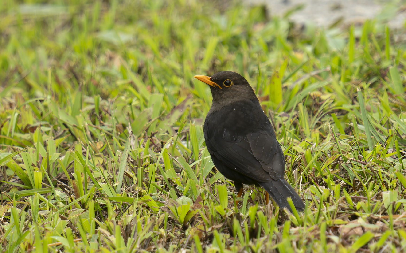 Turdus nigrorum – ミンダナオツグミ Turdus nigrorum – ミンダナオツグミ