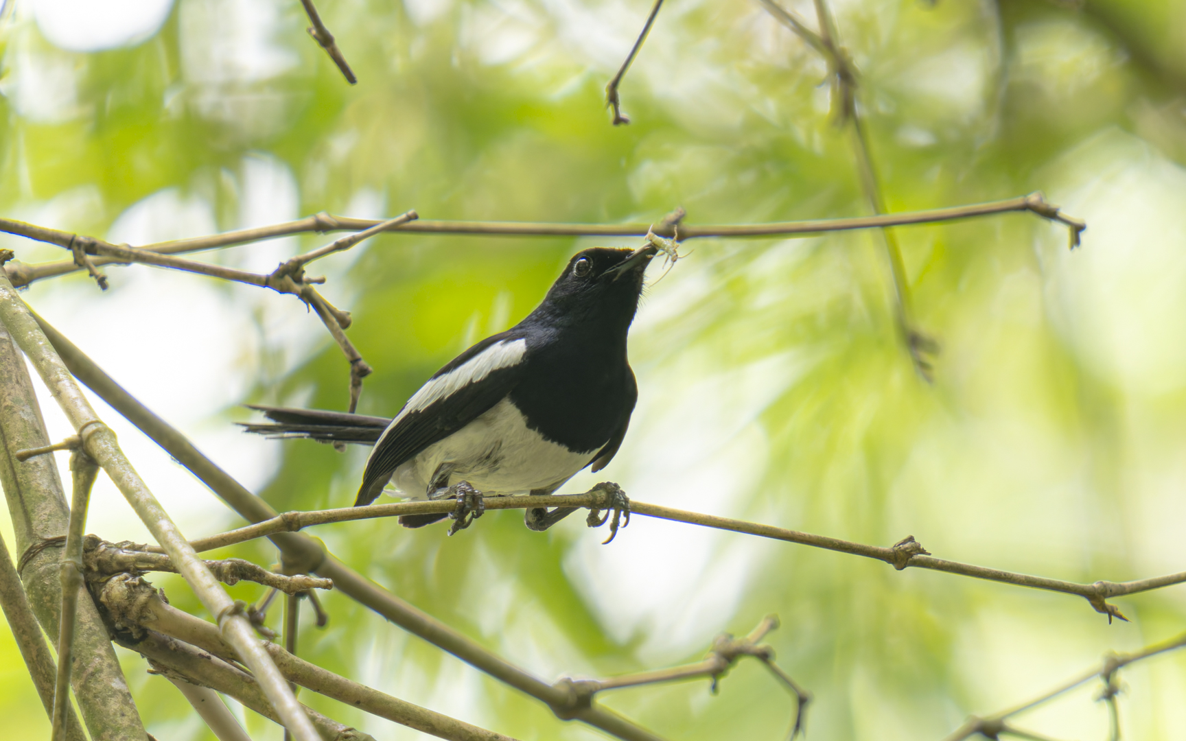 Copsychus mindanensis – フィリピンシキチョウ Copsychus mindanensis – フィリピンシキチョウ