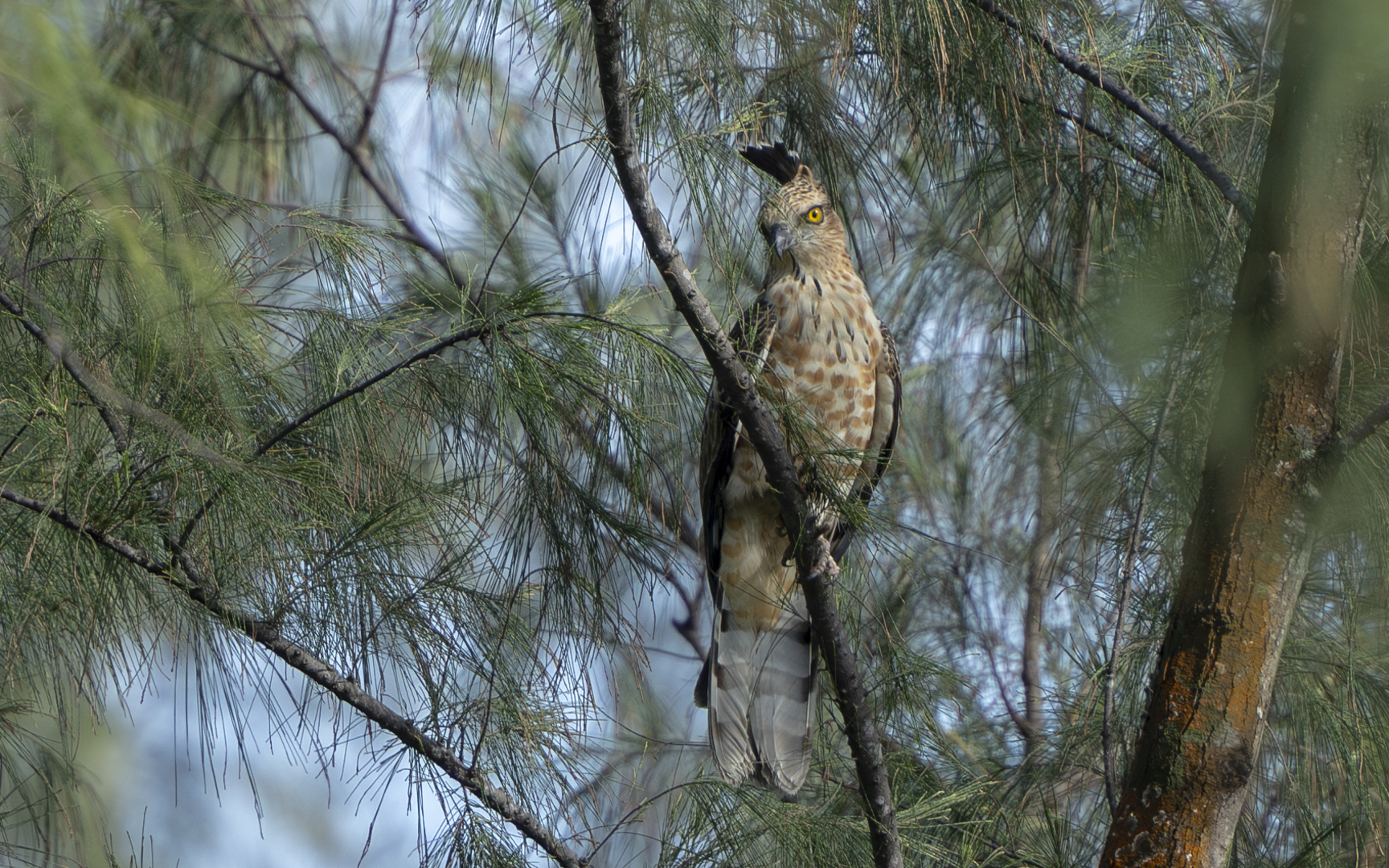Aviceda jerdoni – チャイロカッコウハヤブサ Aviceda jerdoni – チャイロカッコウハヤブサ