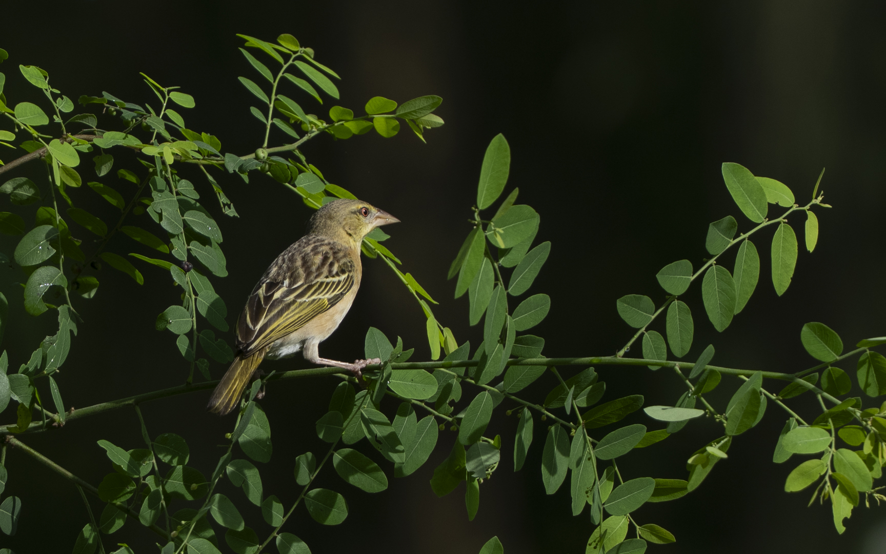 Ploceus philippinus – キムネコウヨウジャク Ploceus philippinus – キムネコウヨウジャク