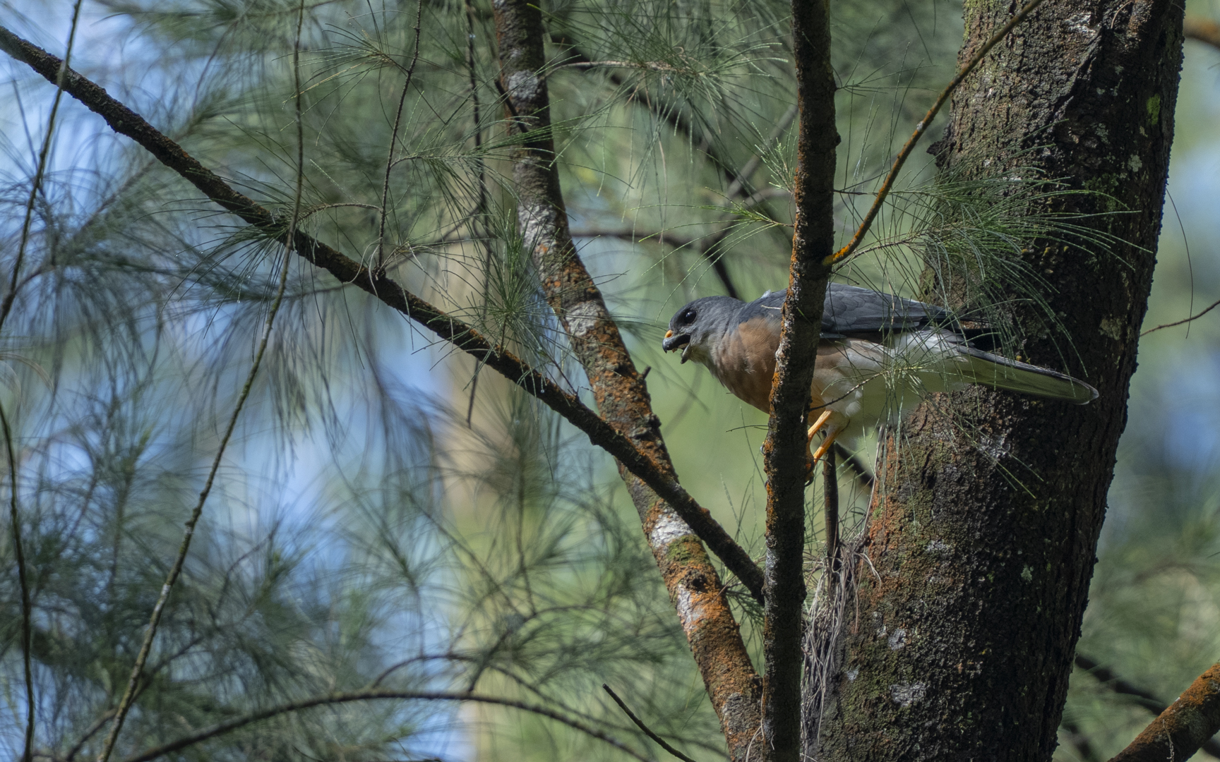 Accipiter soloensis – アカハラダカ Accipiter soloensis – アカハラダカ