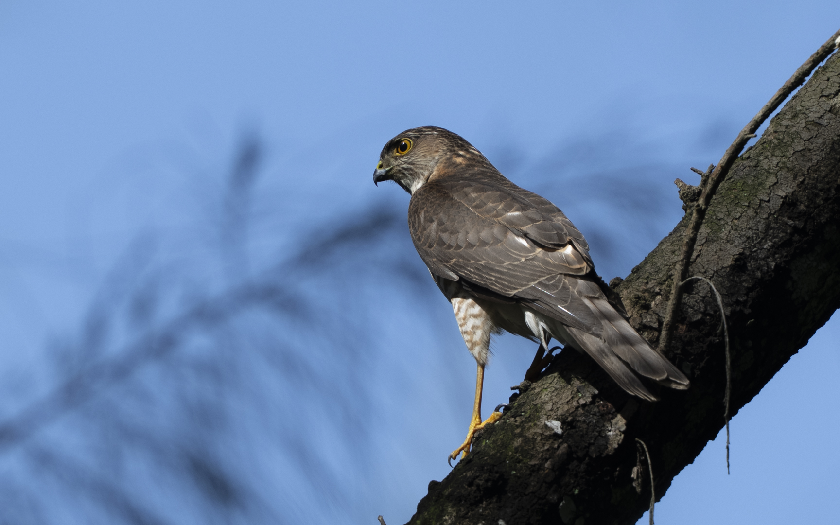 Accipiter gularis – ツミ Accipiter gularis – ツミ