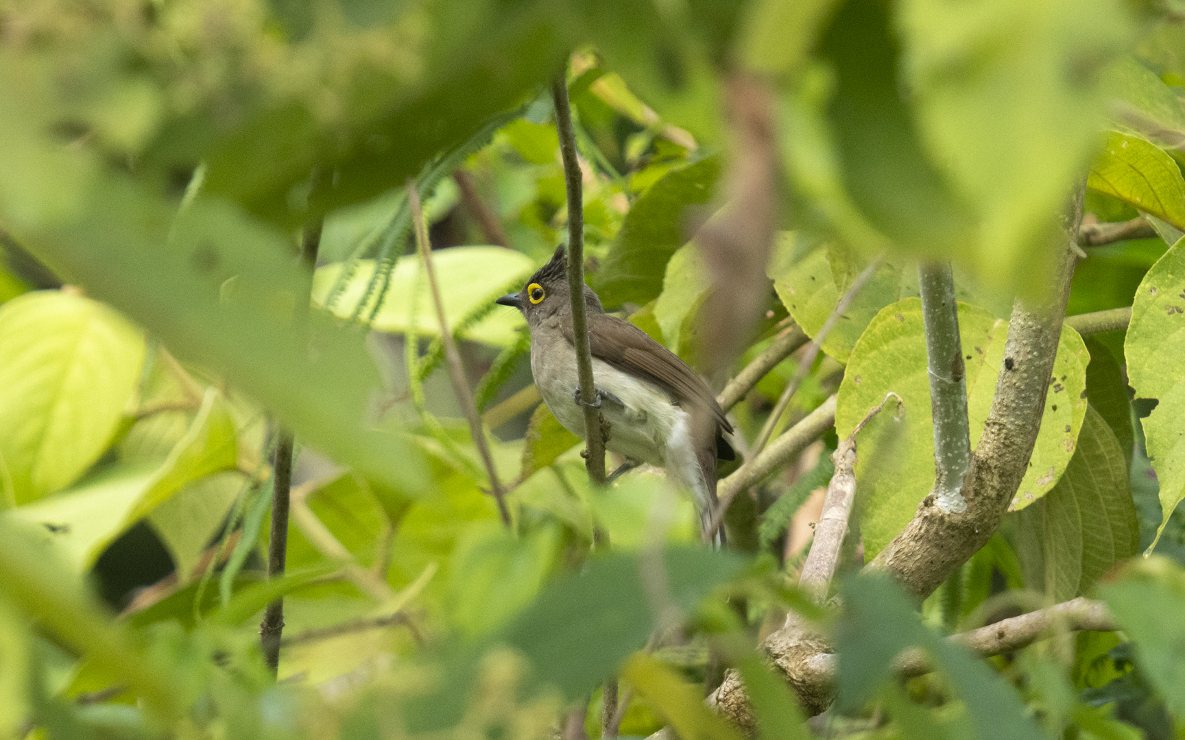 Microtarsus urostictus – メガネヒヨドリ Microtarsus urostictus – メガネヒヨドリ