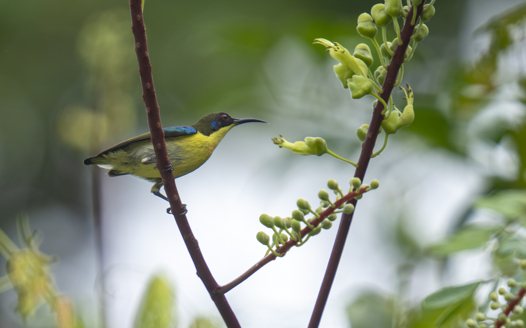 Aethopyga pulcherrima – キムネタイヨウチョウ Aethopyga pulcherrima – キムネタイヨウチョウ