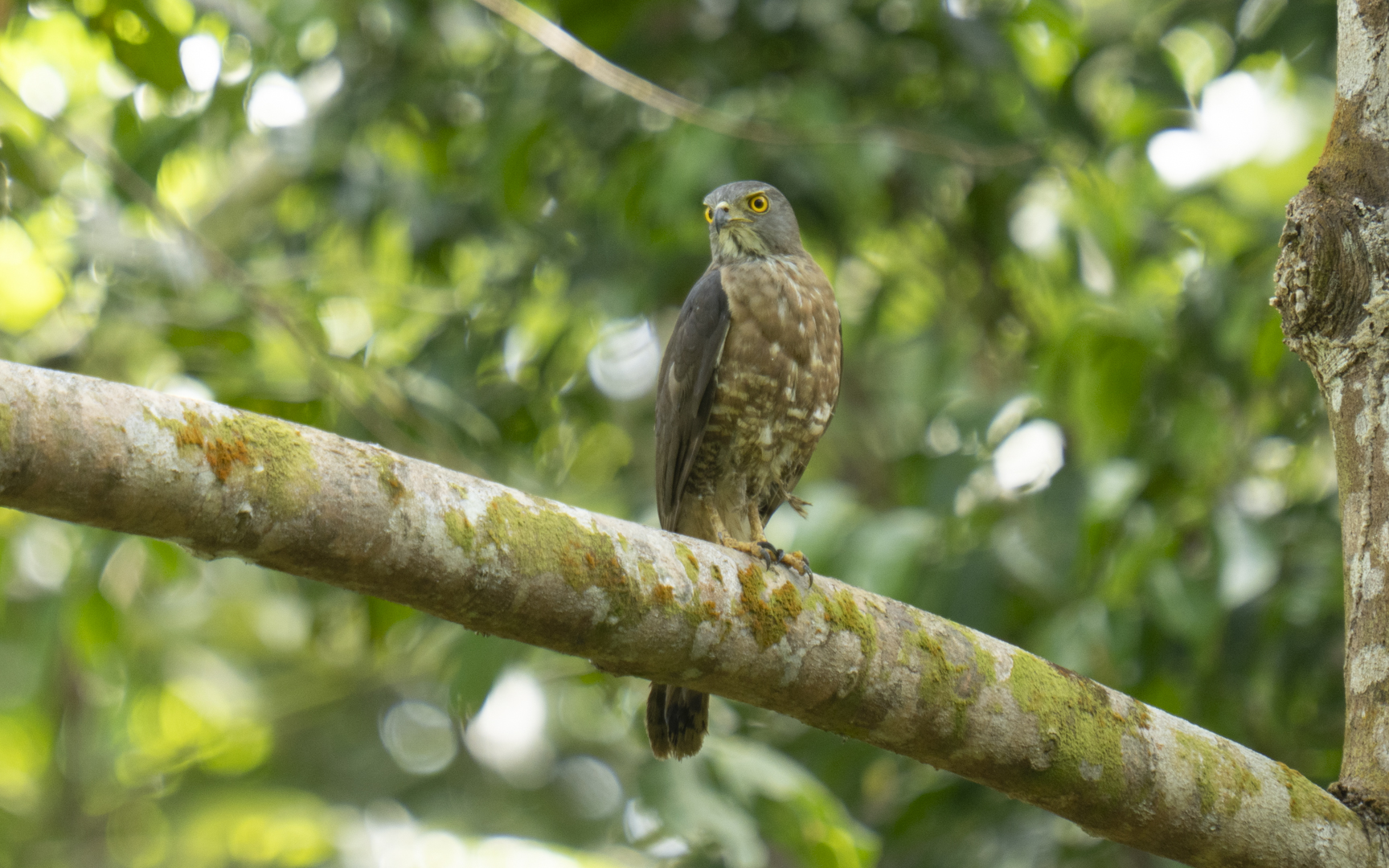 Tachyspiza virgata – ミナミツミ Tachyspiza virgata – ミナミツミ