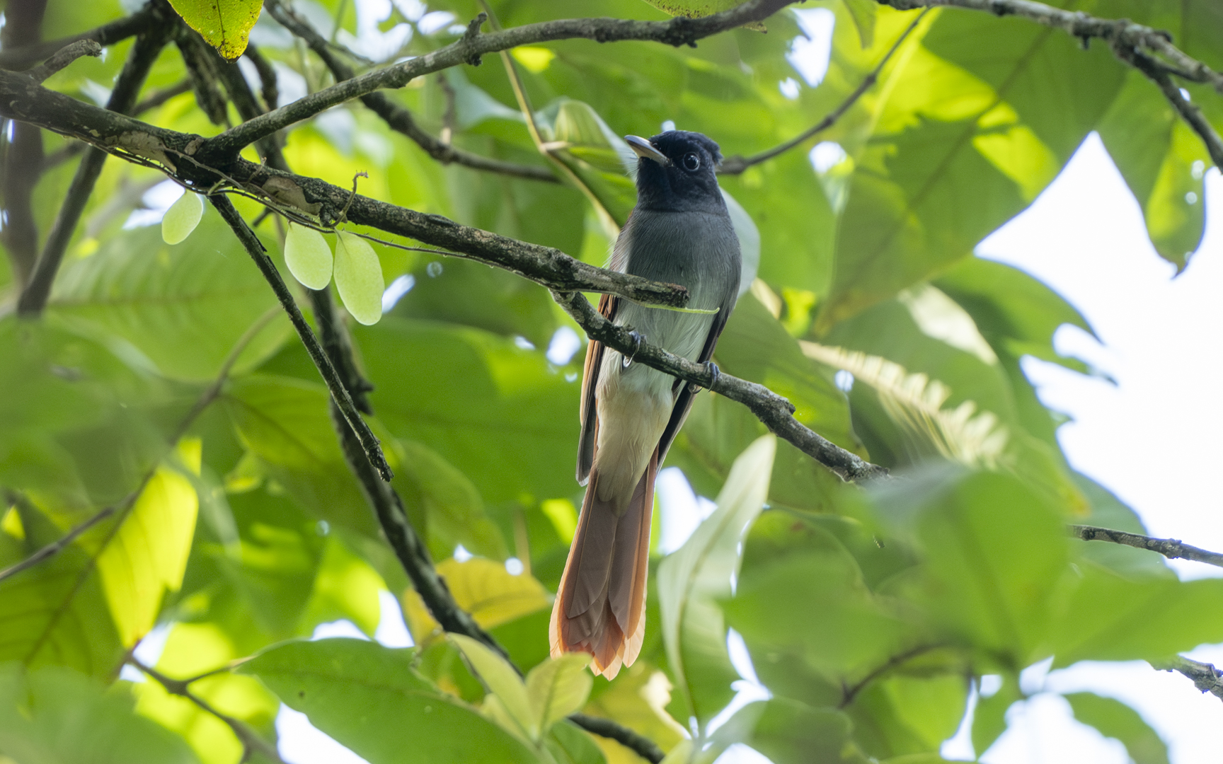 Terpsiphone affinis – ブライスサンコウチョウ Terpsiphone affinis – ブライスサンコウチョウ