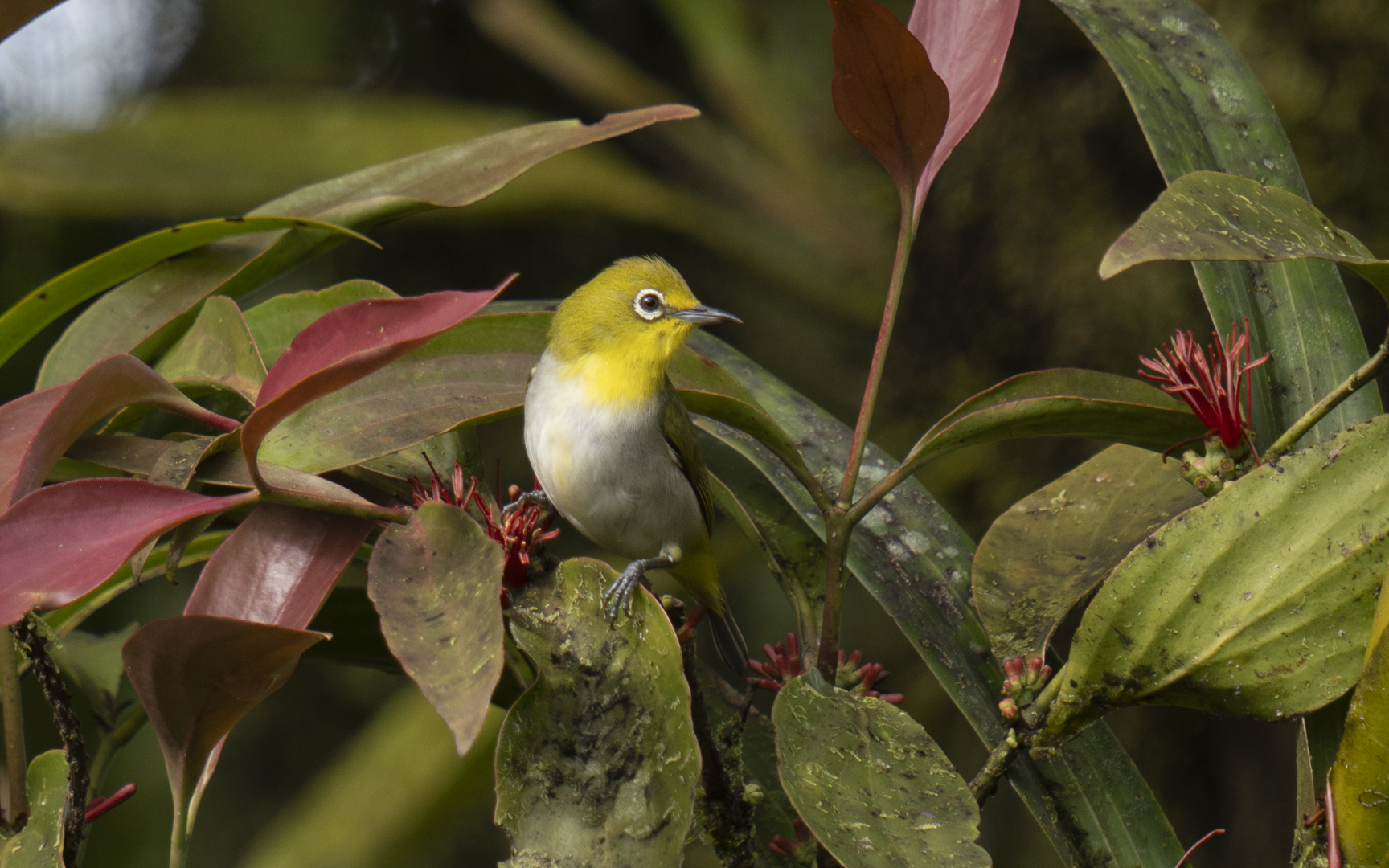 Zosterops japonicus – メジロ Zosterops japonicus – メジロ