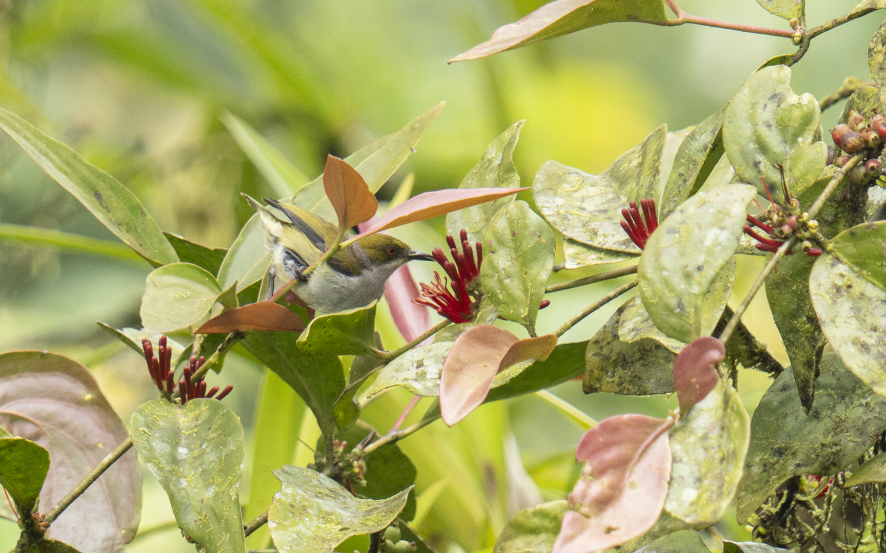 Dicaeum nigrilore – ハシナガハナドリ Dicaeum nigrilore – ハシナガハナドリ