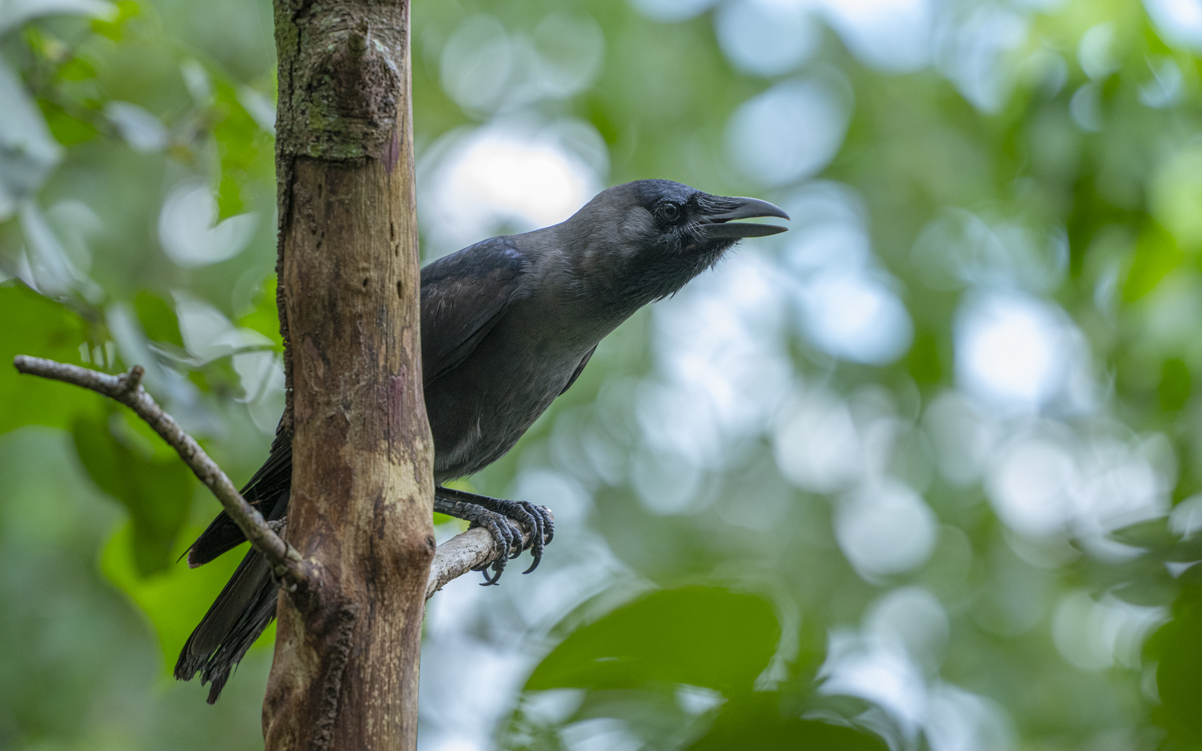 Corvus splendens – イエガラス Corvus splendens – イエガラス