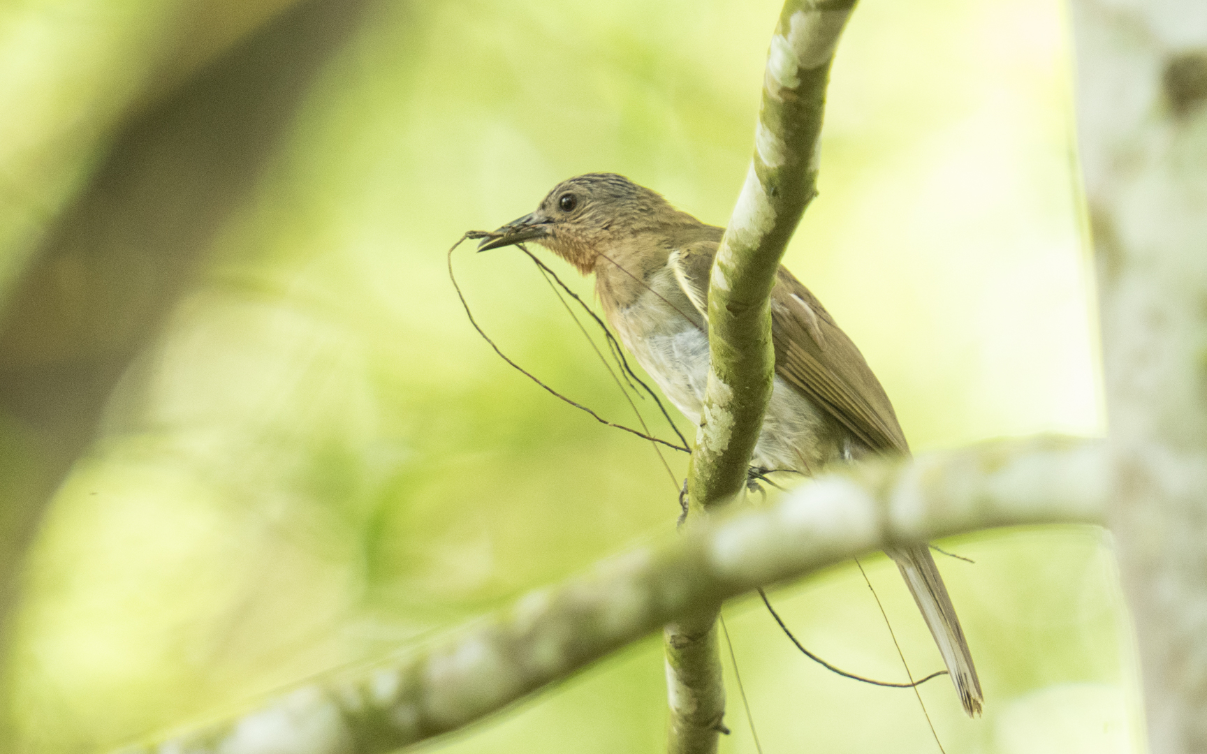 Hypsipetes philippinus – チャムネヒヨドリ Hypsipetes philippinus – チャムネヒヨドリ
