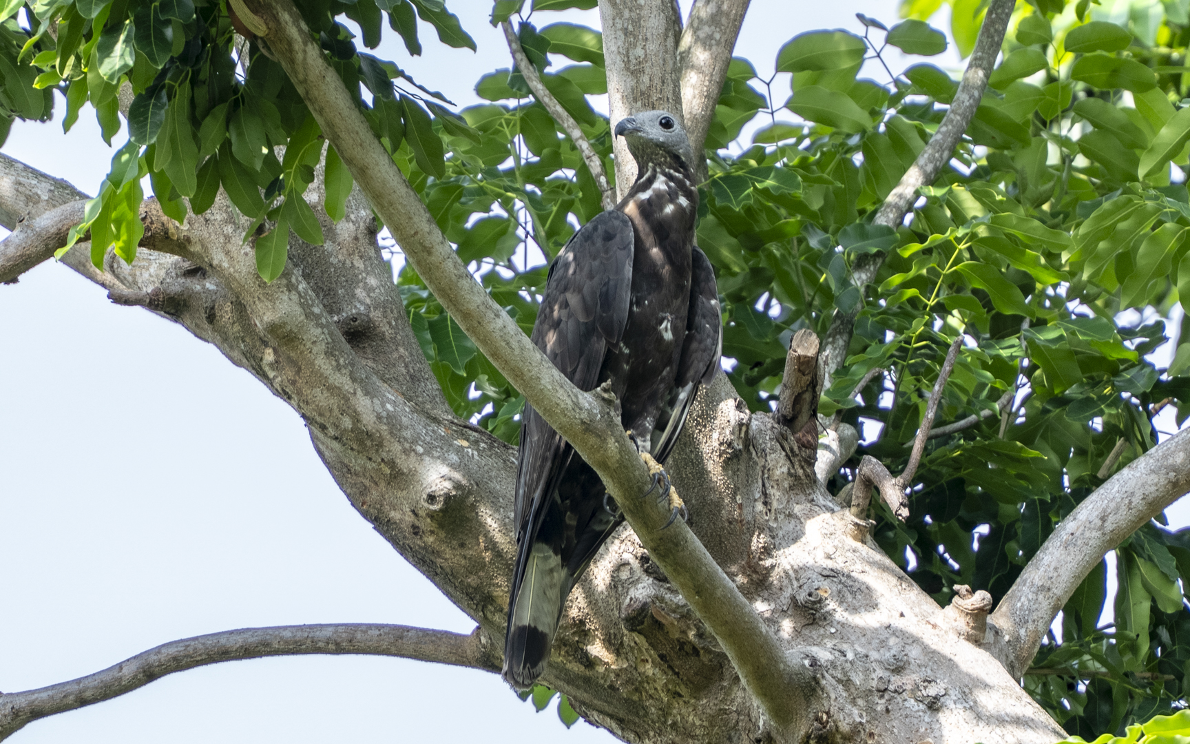 Icthyophaga ichthyaetus – ウオクイワシ Icthyophaga ichthyaetus – ウオクイワシ