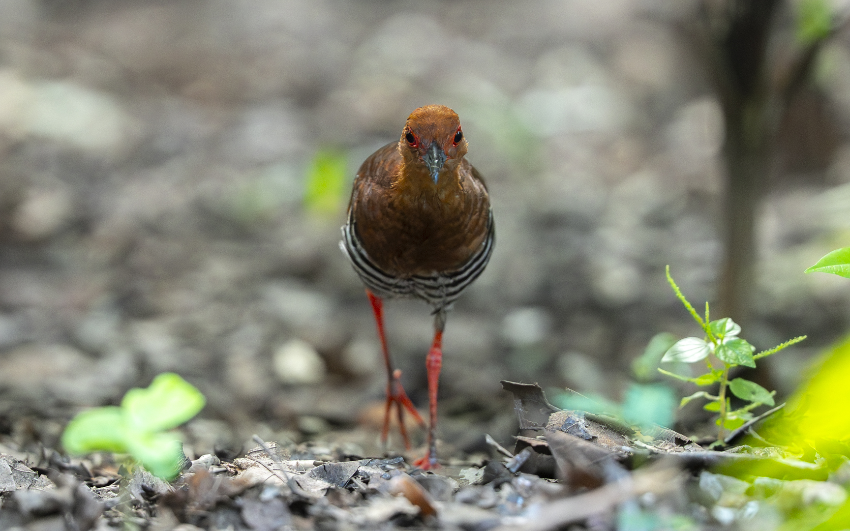 Rallina fasciata – ナンヨウオオクイナ Rallina fasciata – ナンヨウオオクイナ