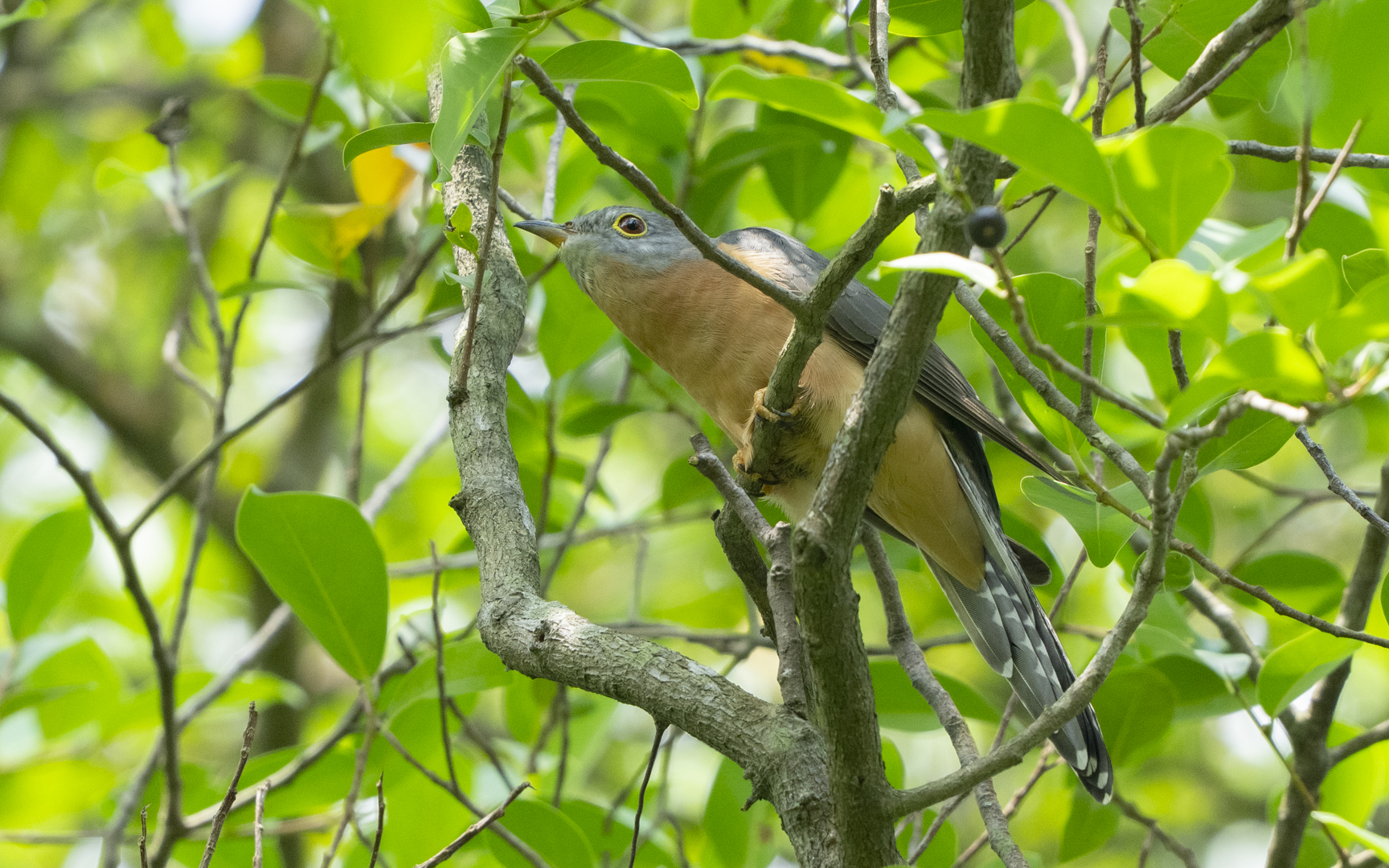Cacomantis sepulcralis – チャムネヒメカッコウ Cacomantis sepulcralis – チャムネヒメカッコウ