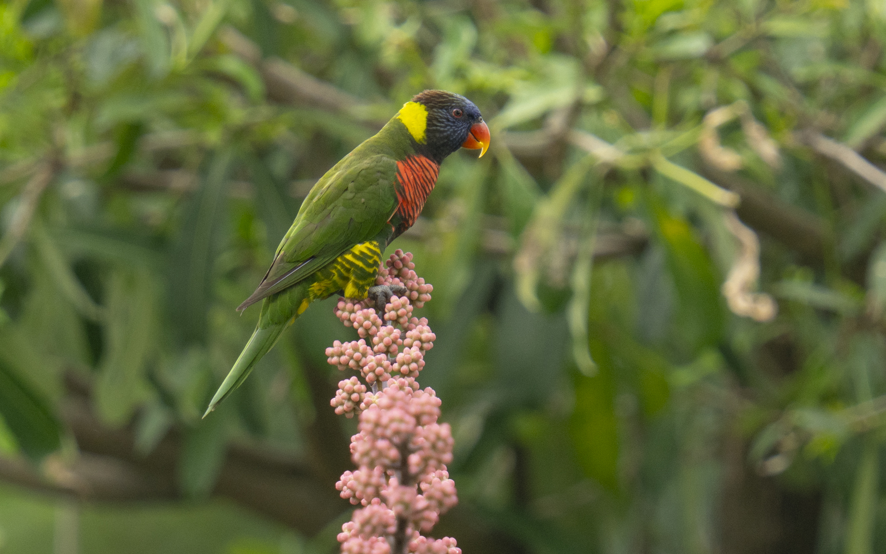 Trichoglossus haematodu – ニューギニアゴシキセイガイインコ Trichoglossus haematodu – ニューギニアゴシキセイガイインコ