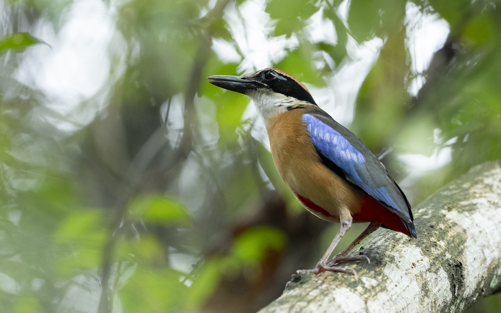 Pitta megarhyncha – マングローブヤイロチョウ Pitta megarhyncha – マングローブヤイロチョウ