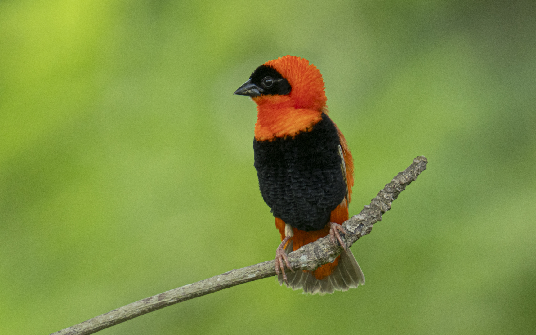 Euplectes orix – オオキンランチョウ Euplectes orix – オオキンランチョウ