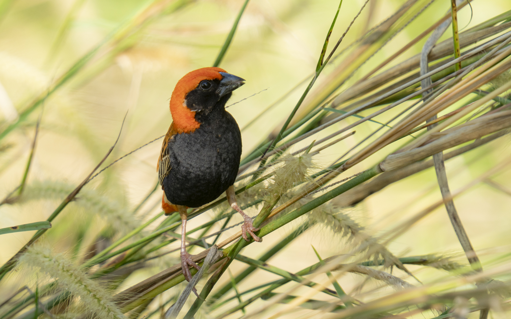 Euplectes nigroventris – ムナグロキンランチョウ Euplectes nigroventris – ムナグロキンランチョウ