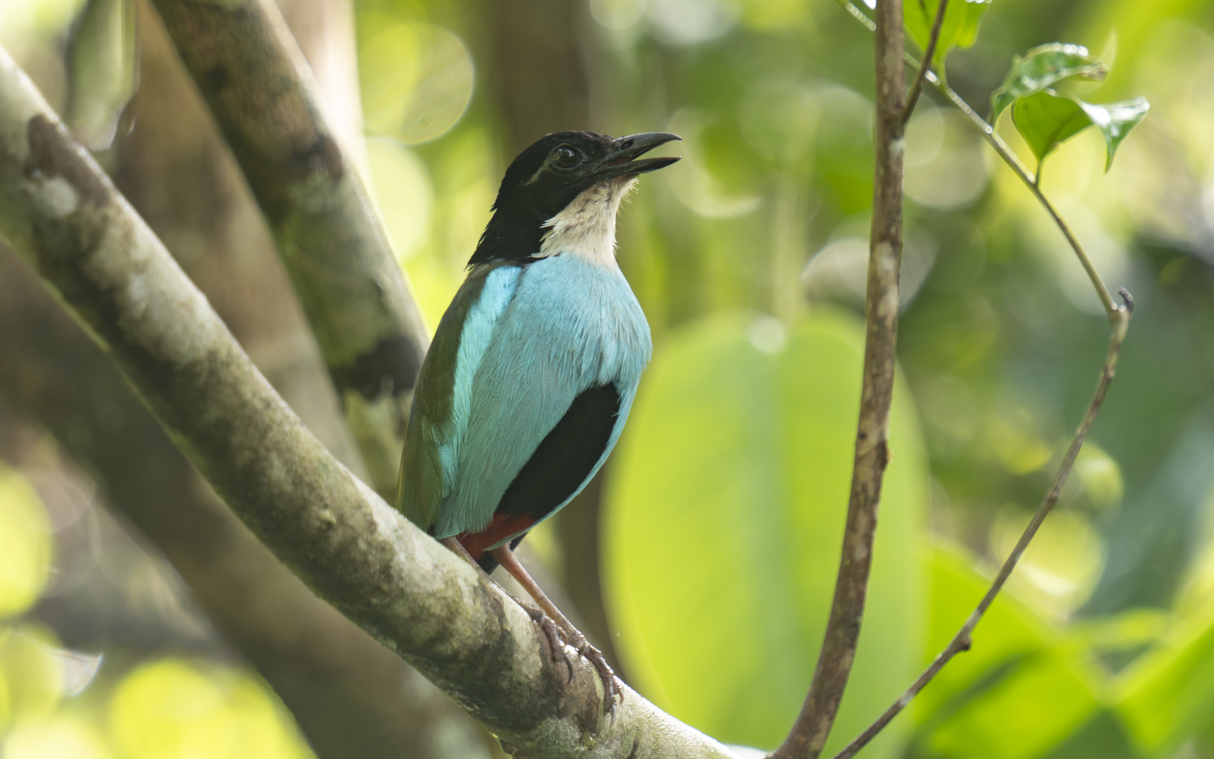 Pitta steerii – ソライロヤイロチョウ