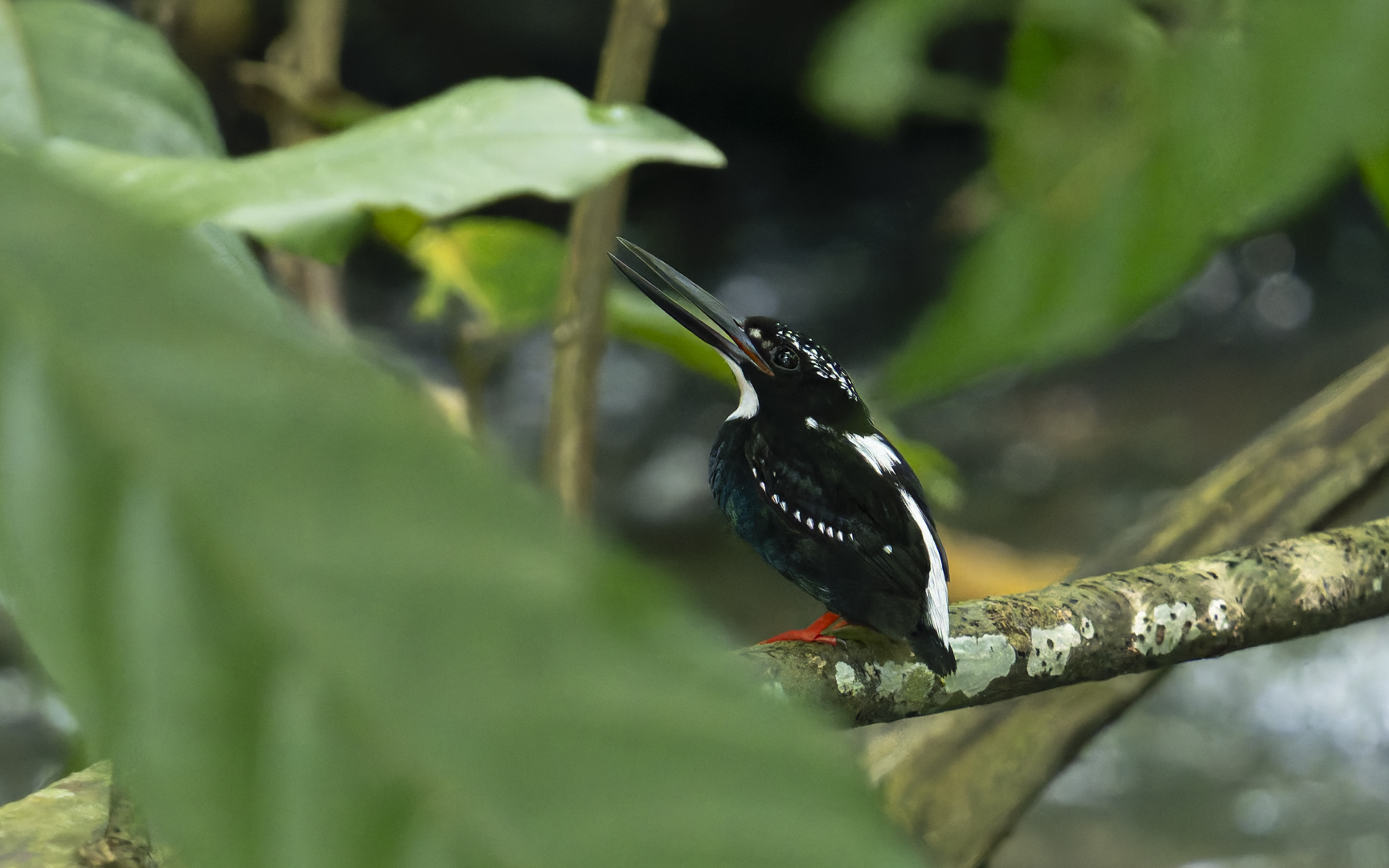 Ceyx argentatus – セジロカワセミ Ceyx argentatus – セジロカワセミ