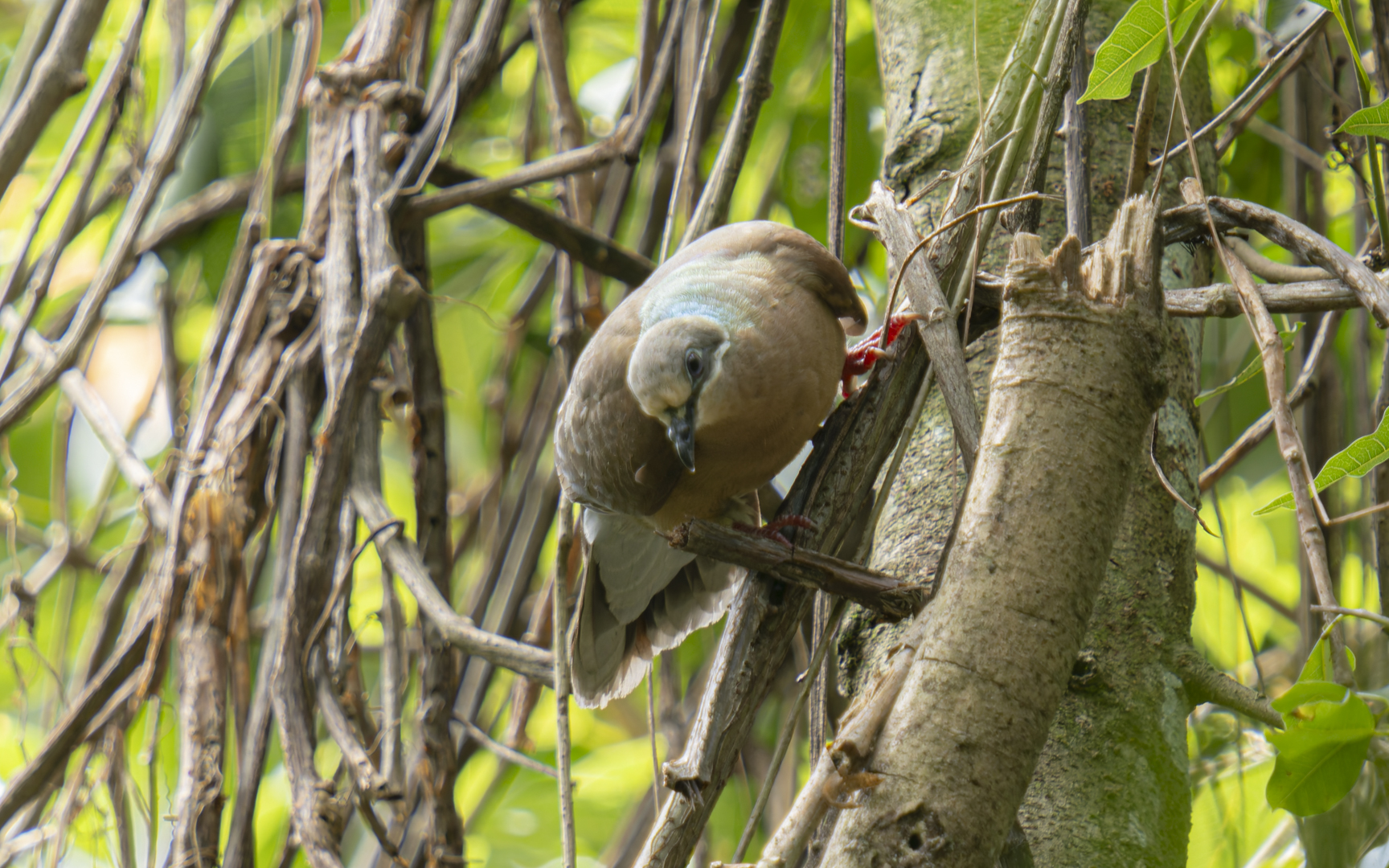 Phapitreron leucotis – テリアオバト Phapitreron leucotis – テリアオバト