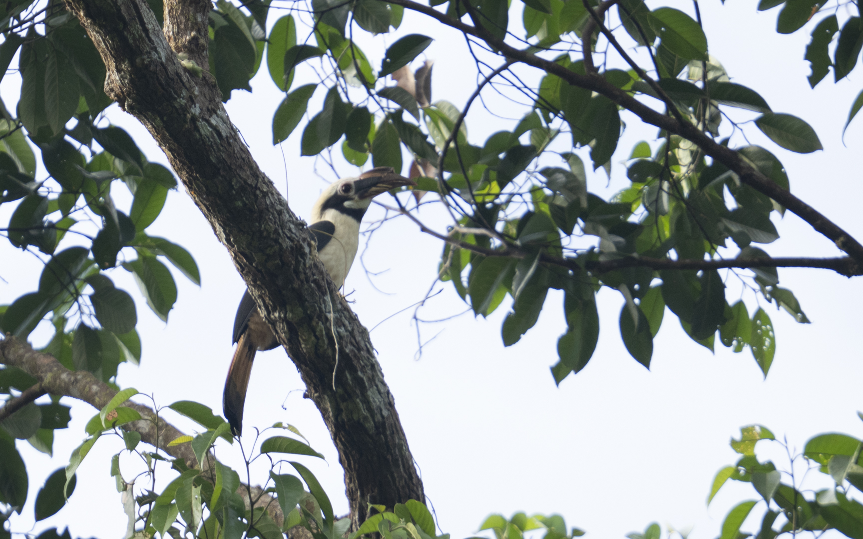 Penelopides affinis – ミンダナオカオグロサイチョウ Penelopides affinis – ミンダナオカオグロサイチョウ