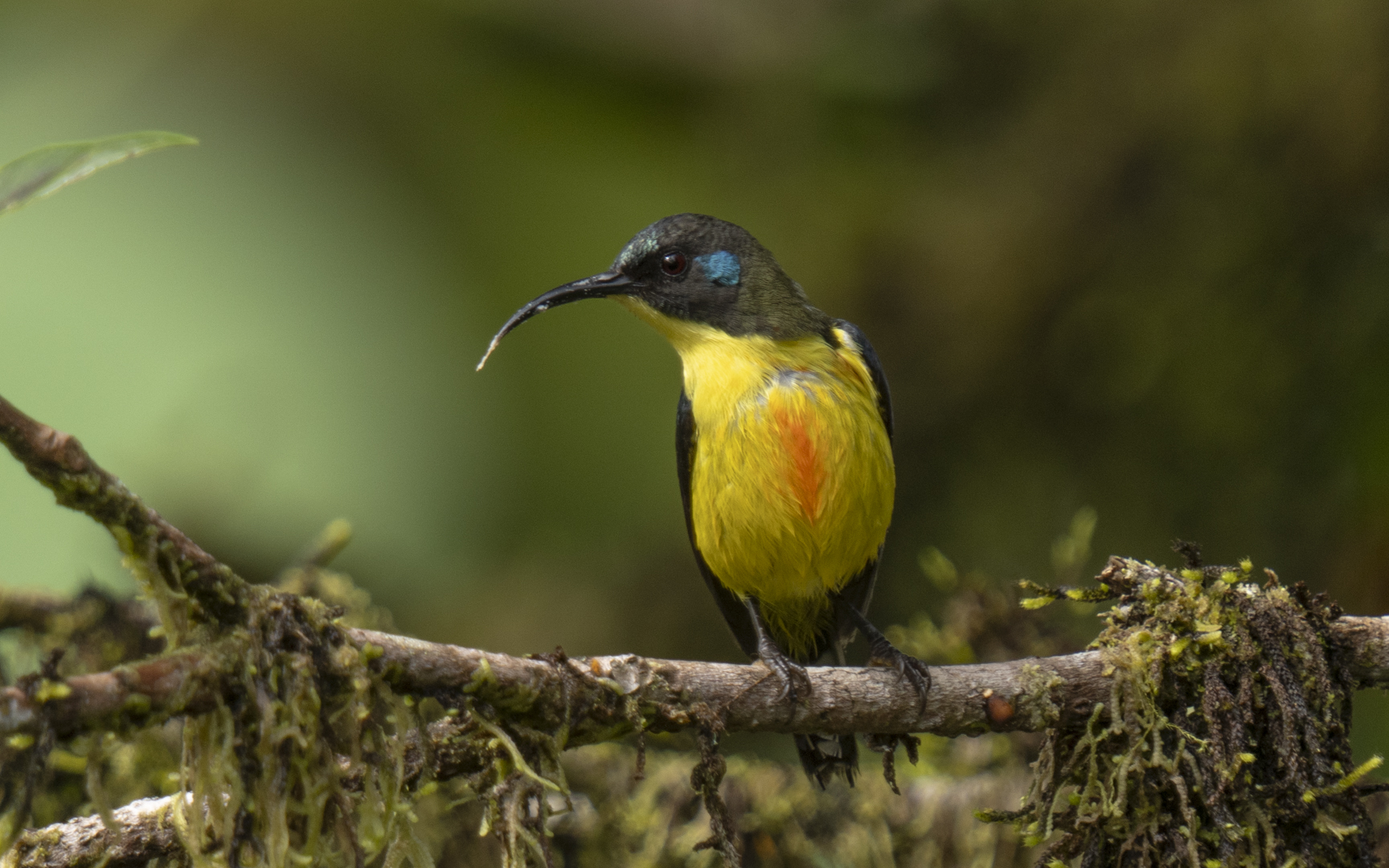 Aethopyga linaraborae Aethopyga linaraborae