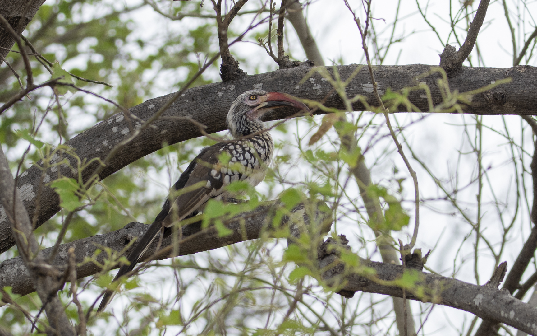 Tockus rufirostris – アカハシコサイチョウ Tockus rufirostris – アカハシコサイチョウ