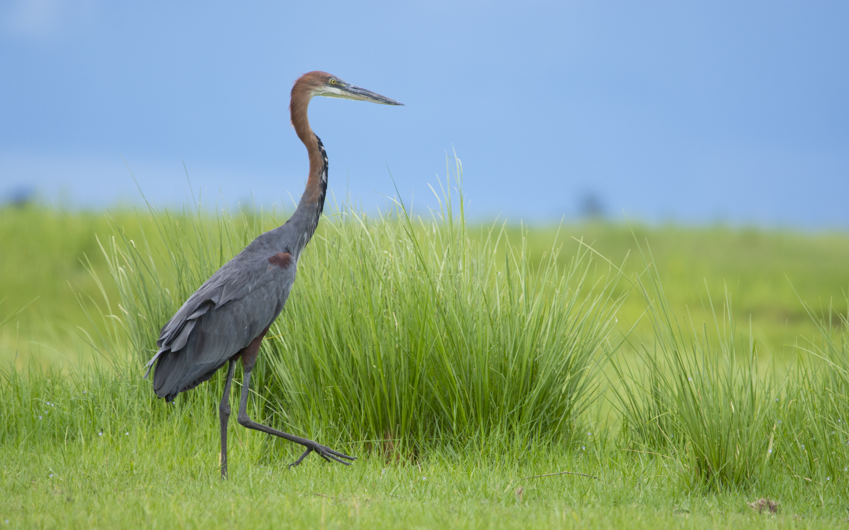 Ardea goliath – オニアオサギ Ardea goliath – オニアオサギ