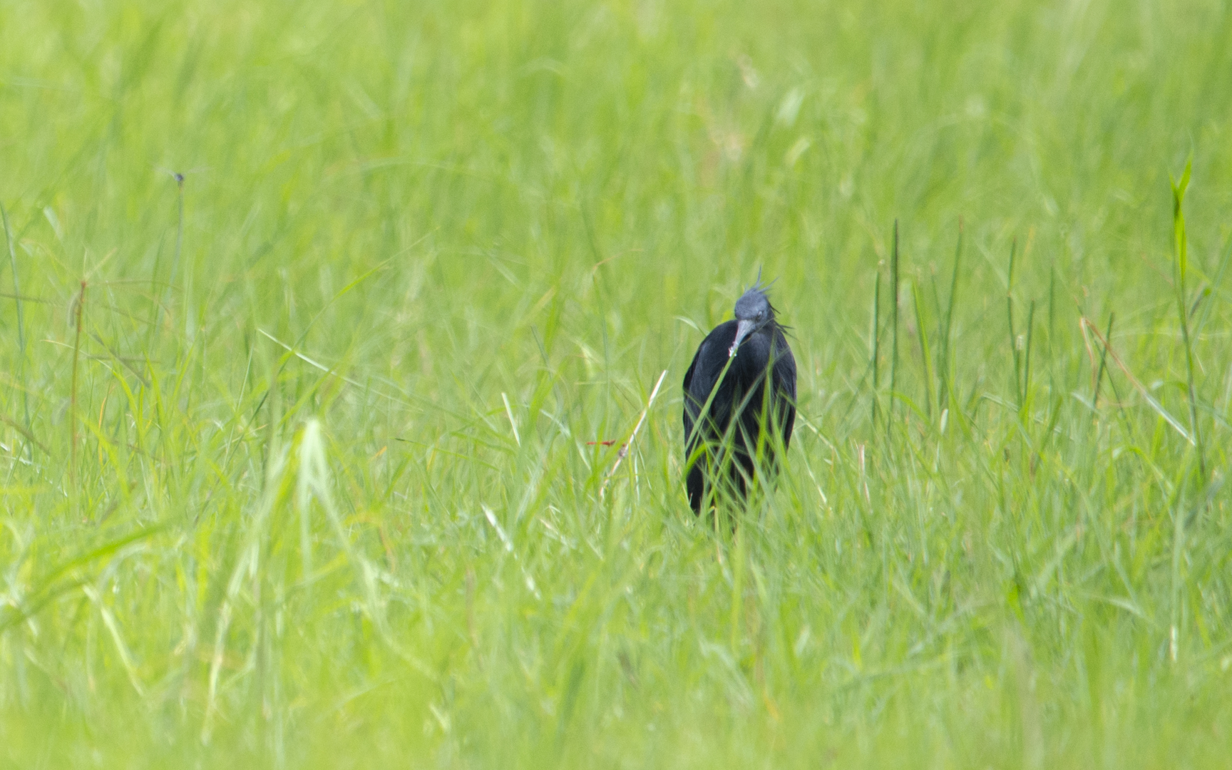 Egretta ardesiaca – クロコサギ Egretta ardesiaca – クロコサギ