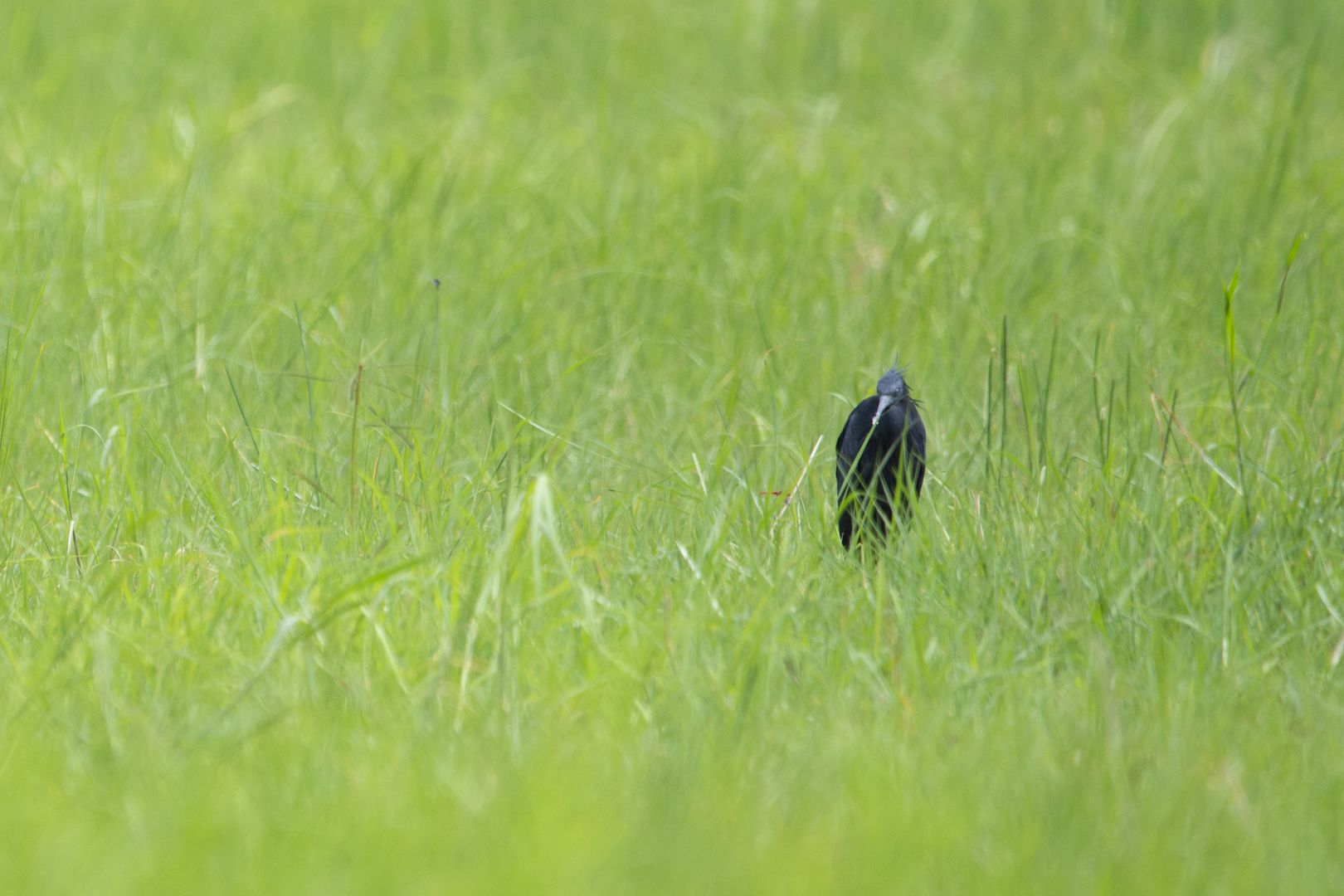 Egretta ardesiaca – クロコサギ Egretta ardesiaca – クロコサギ