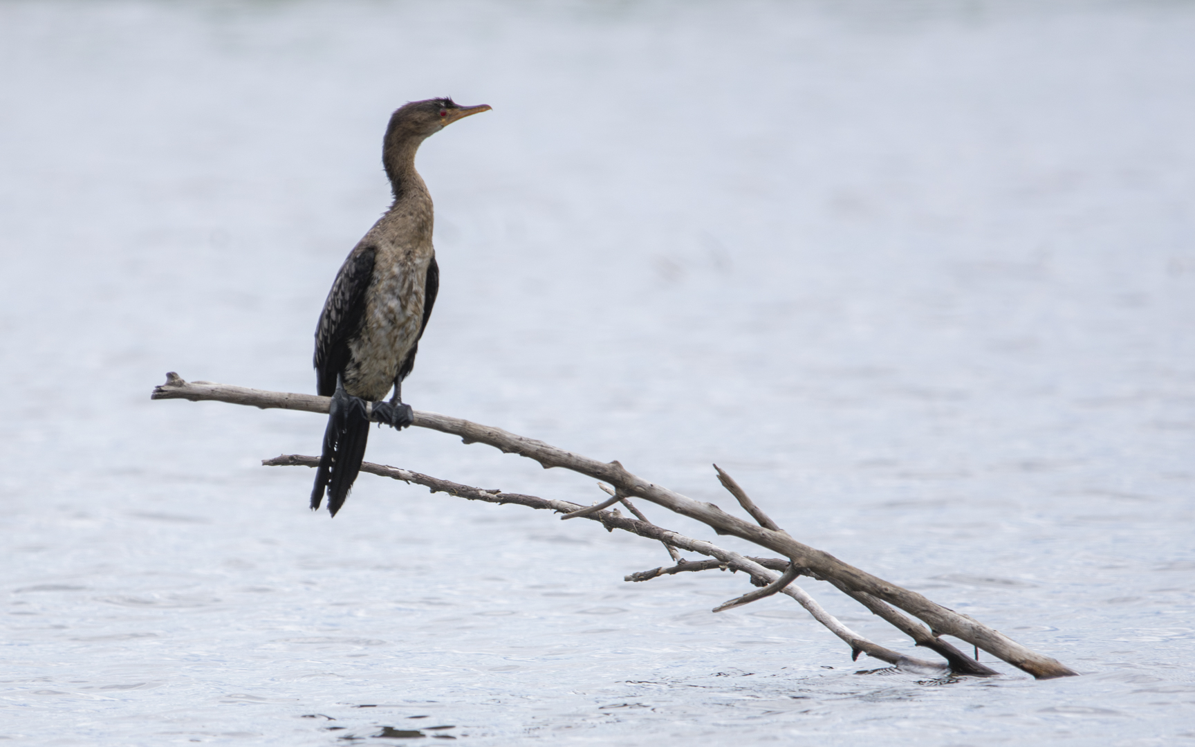Microcarbo africanus – アフリカコビトウ Microcarbo africanus – アフリカコビトウ