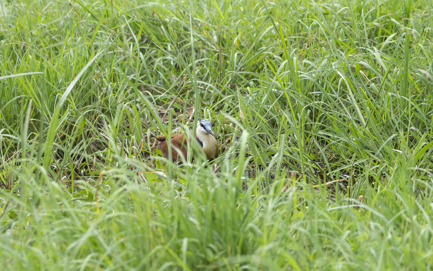 Actophilornis africanus – アフリカレンカク