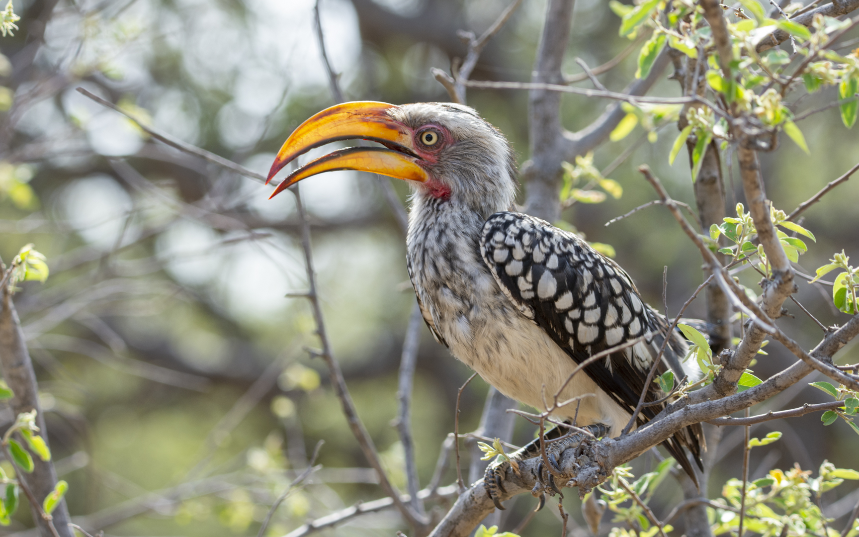 Tockus leucomelas – ミナミキバシコサイチョウ Tockus leucomelas – ミナミキバシコサイチョウ